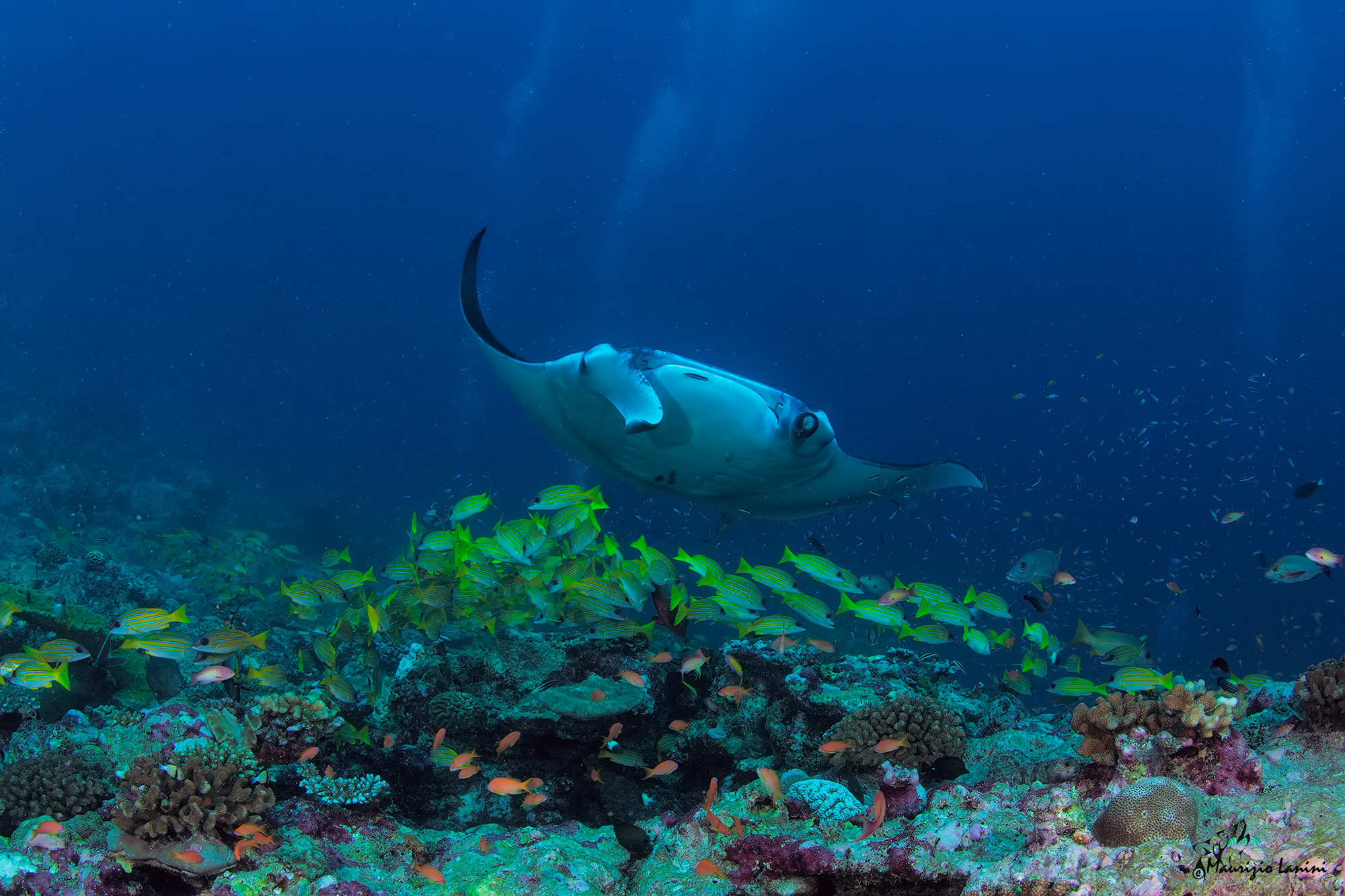 Stazione di pulizia per mante ( solo HD)