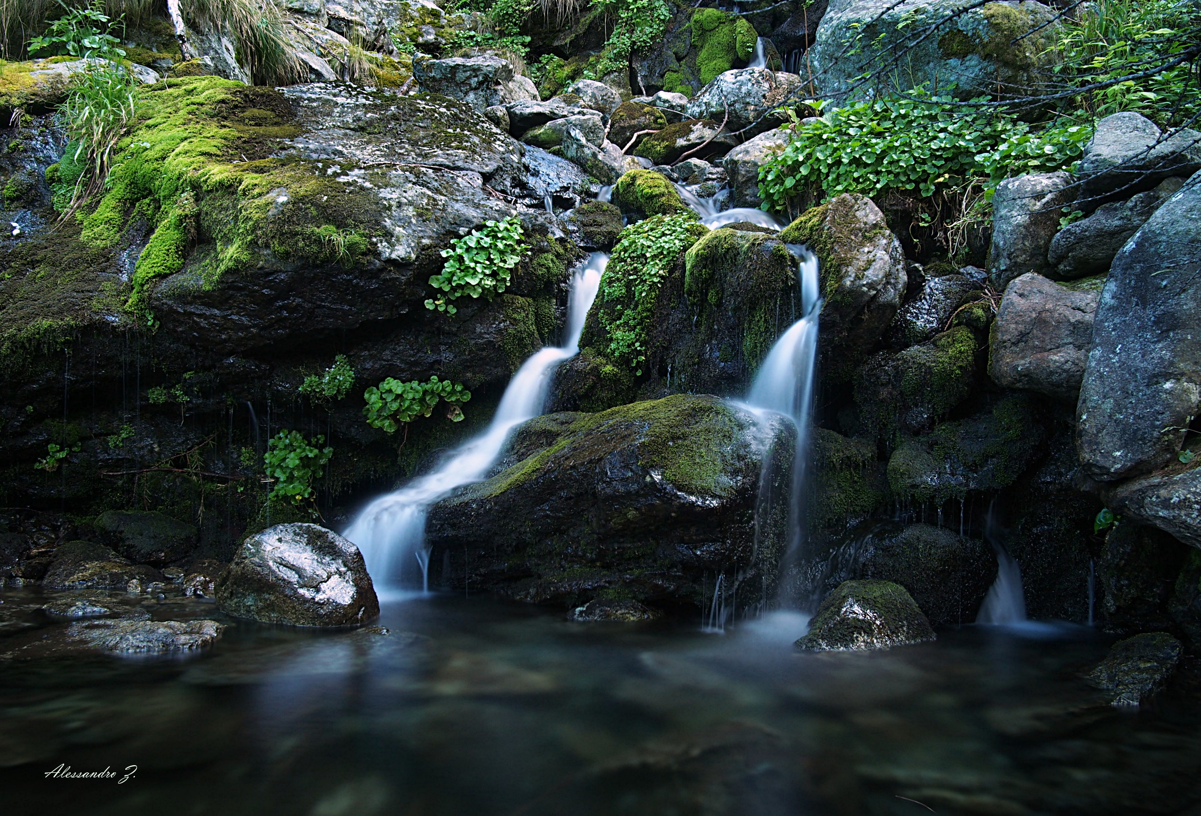 A little green paradise