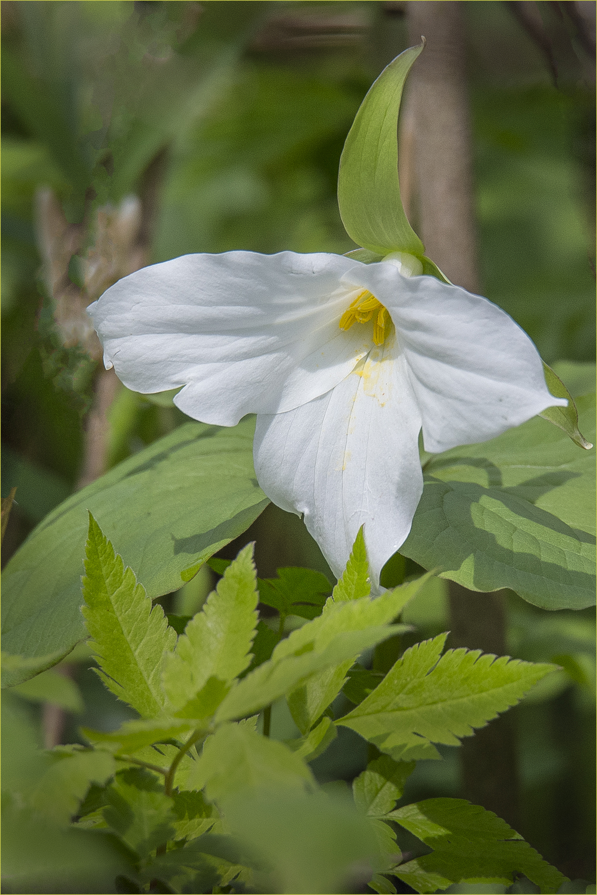 Trillium In Natural Setting