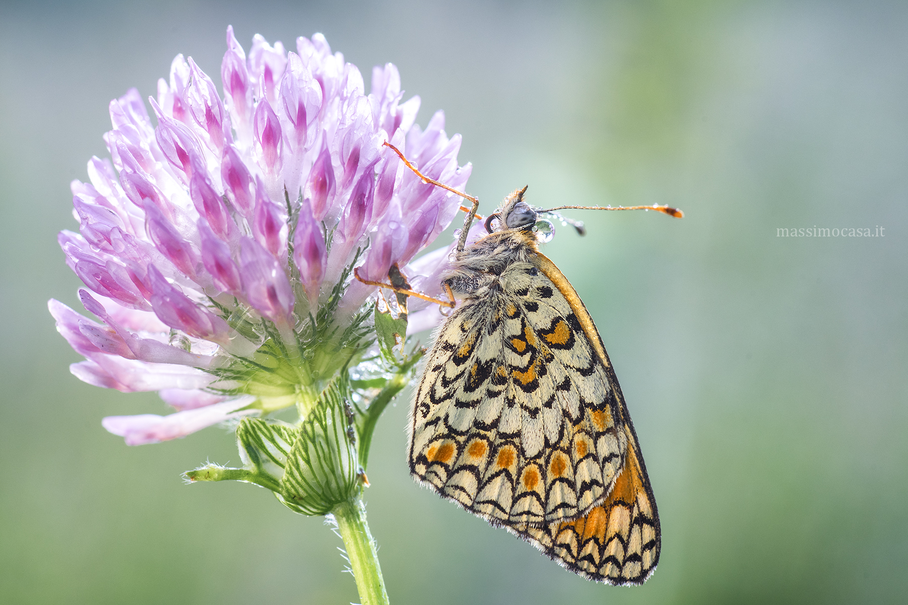 Melitaea phoebe