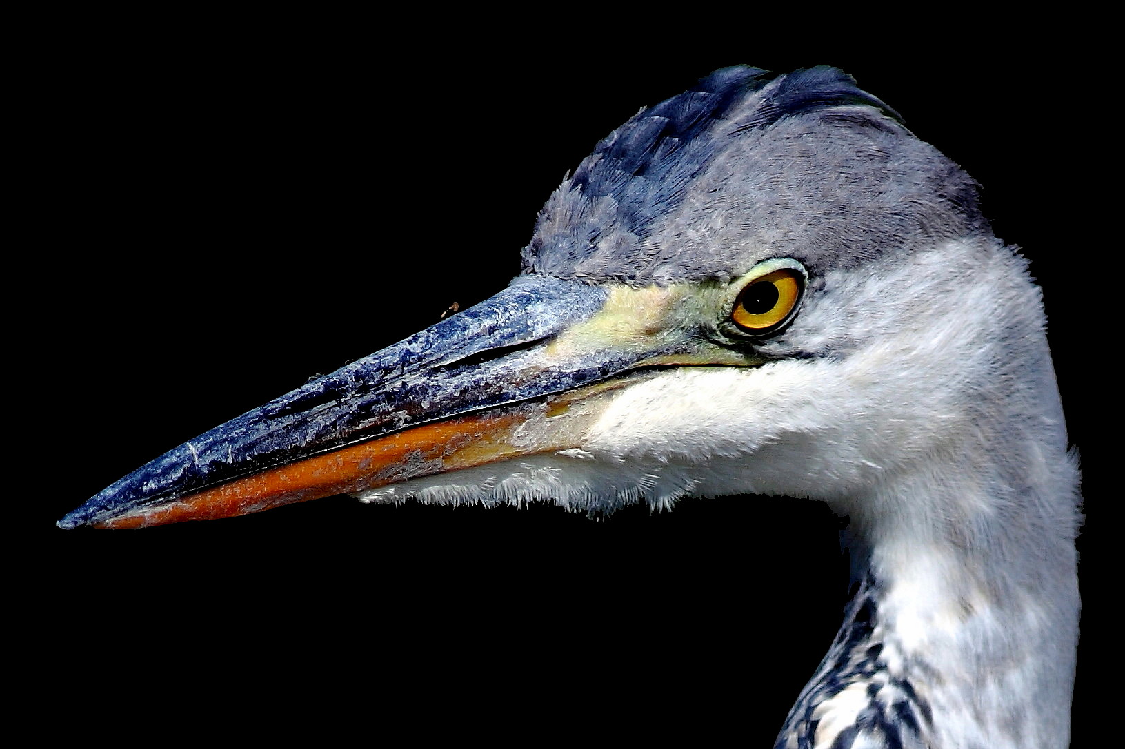 gray heron with prey