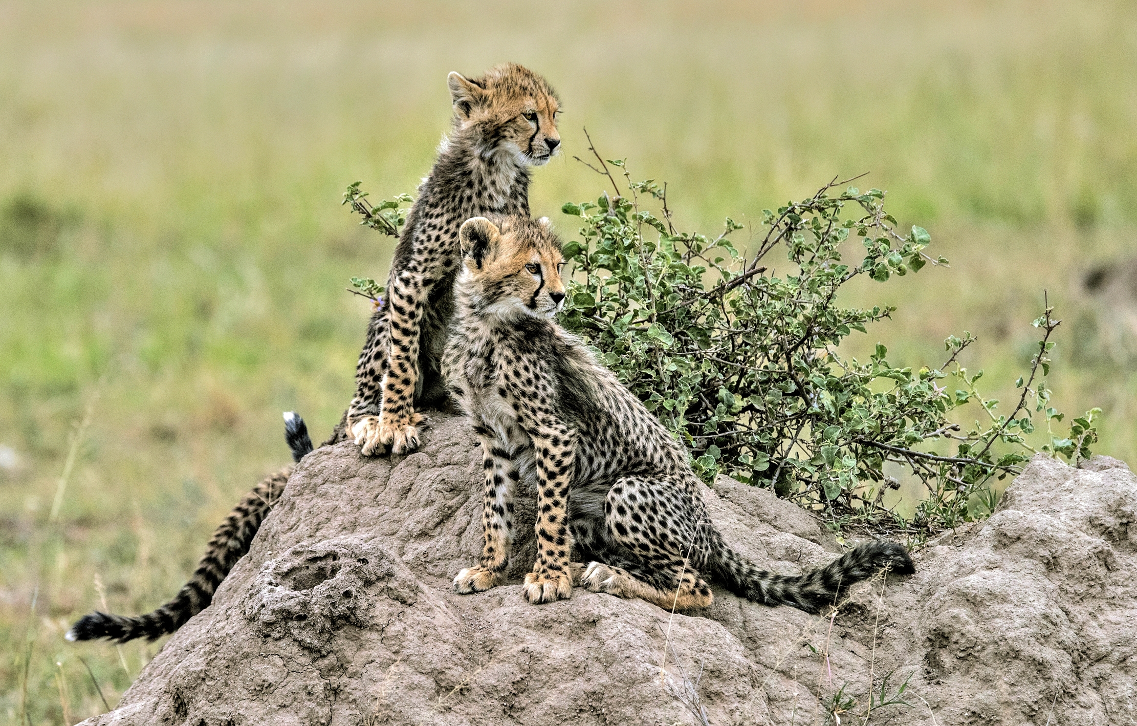 Tanzania 2015 - Ghepardini