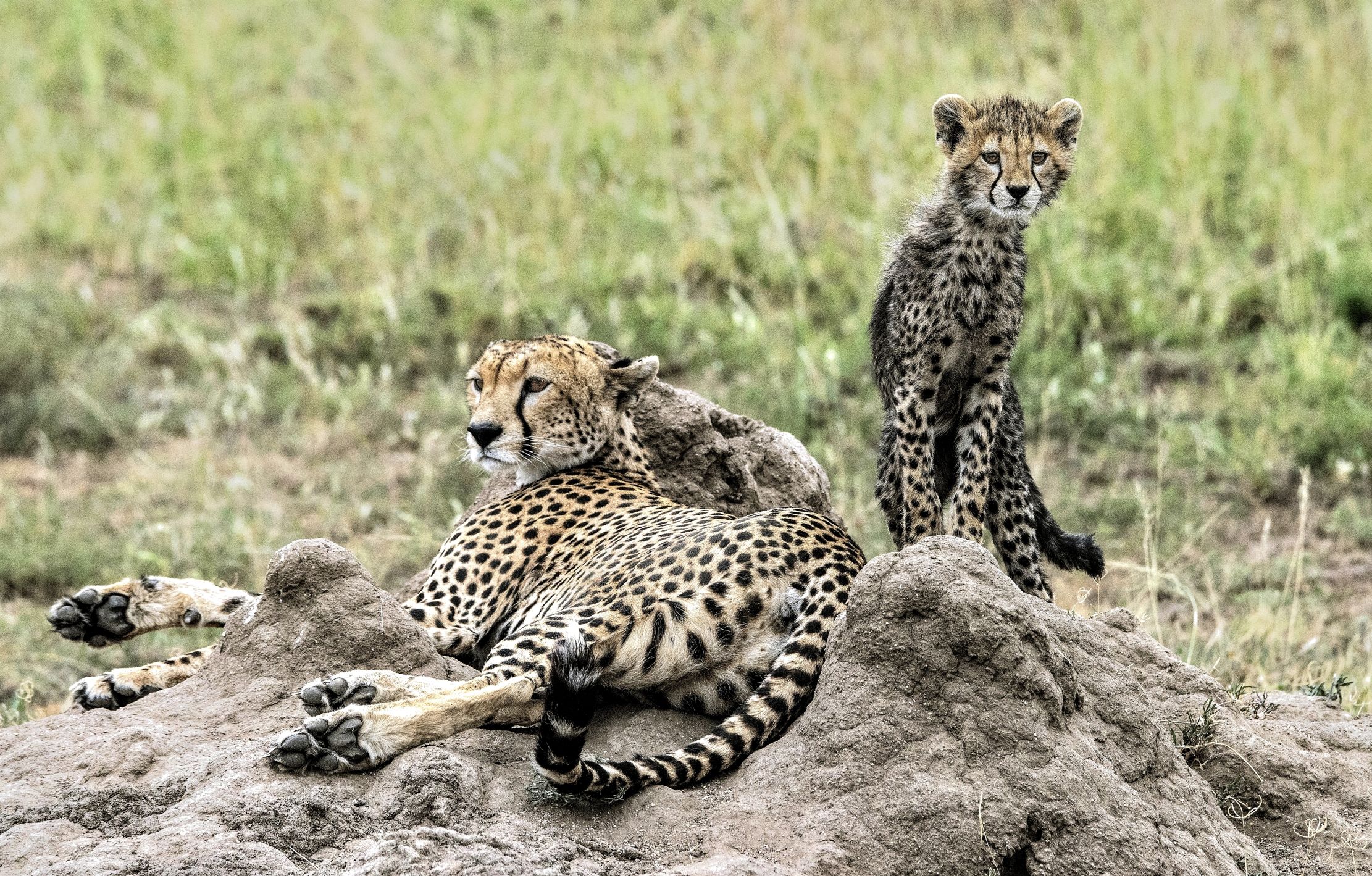 Tanzania 2015 - Sempre all'erta