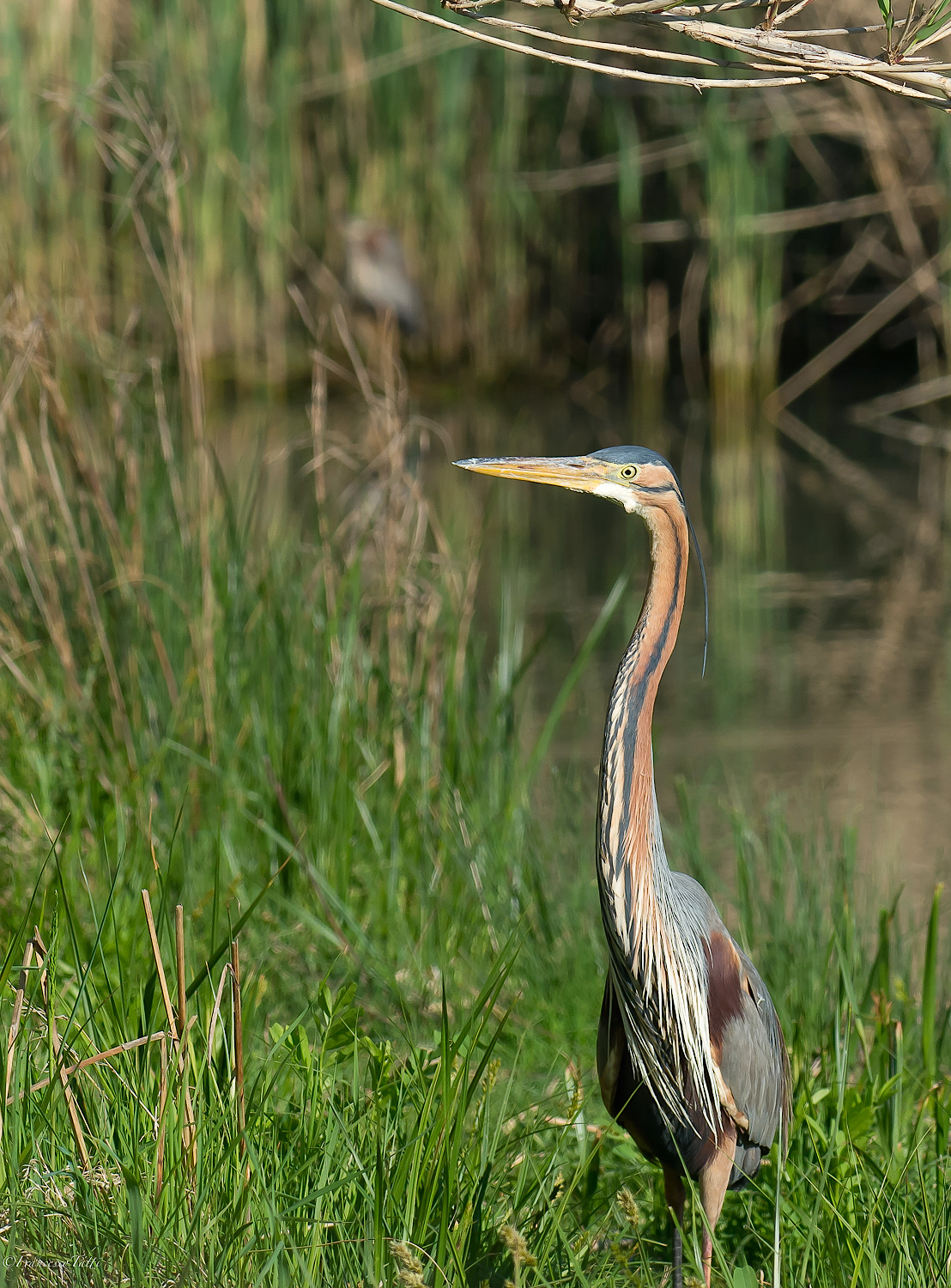 Purple Heron