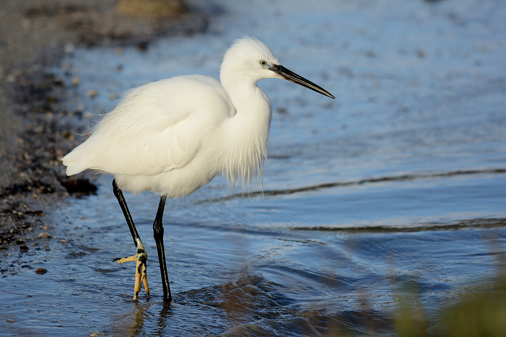 Guarda che bel piedino !