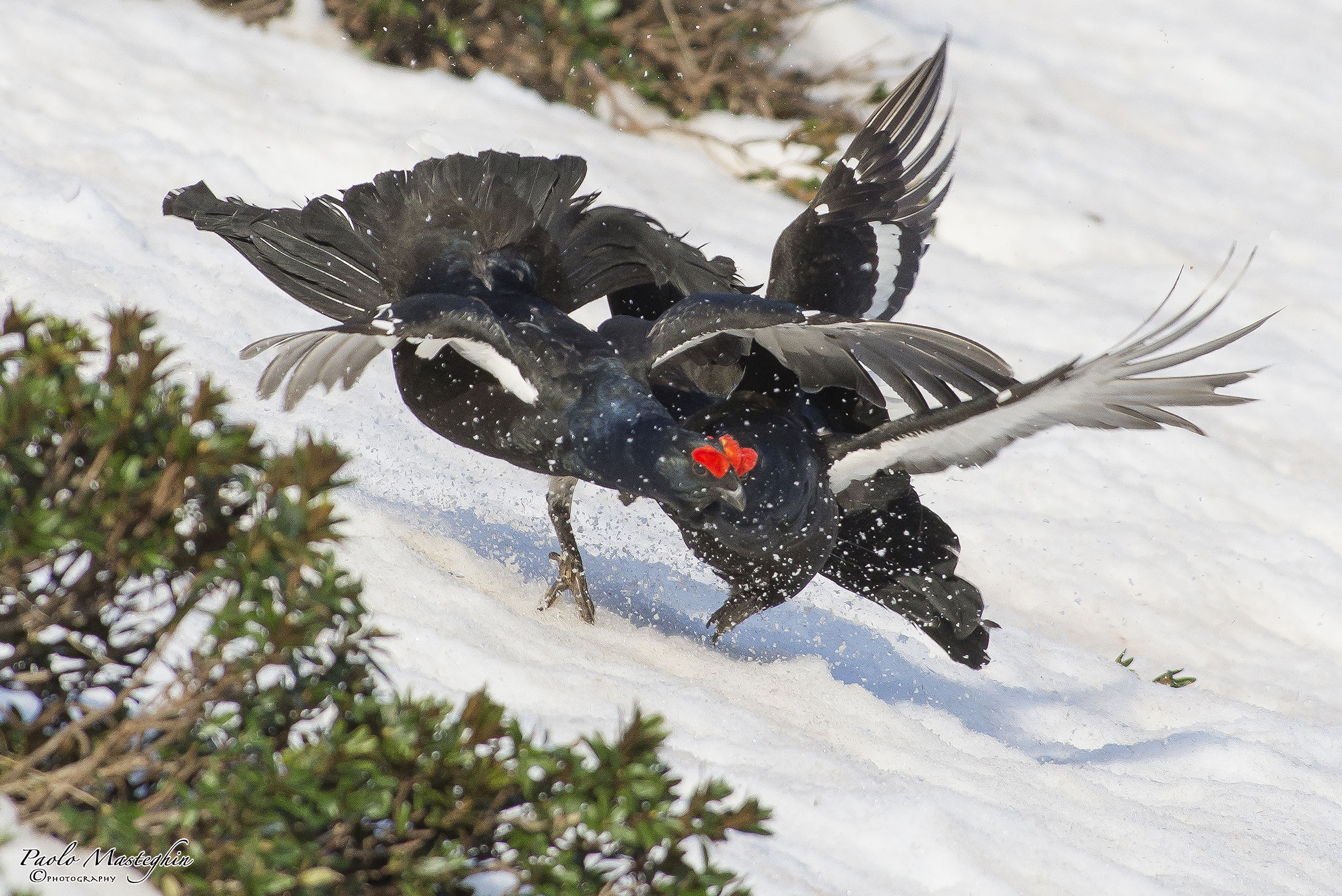 The tough fight in the arena ...