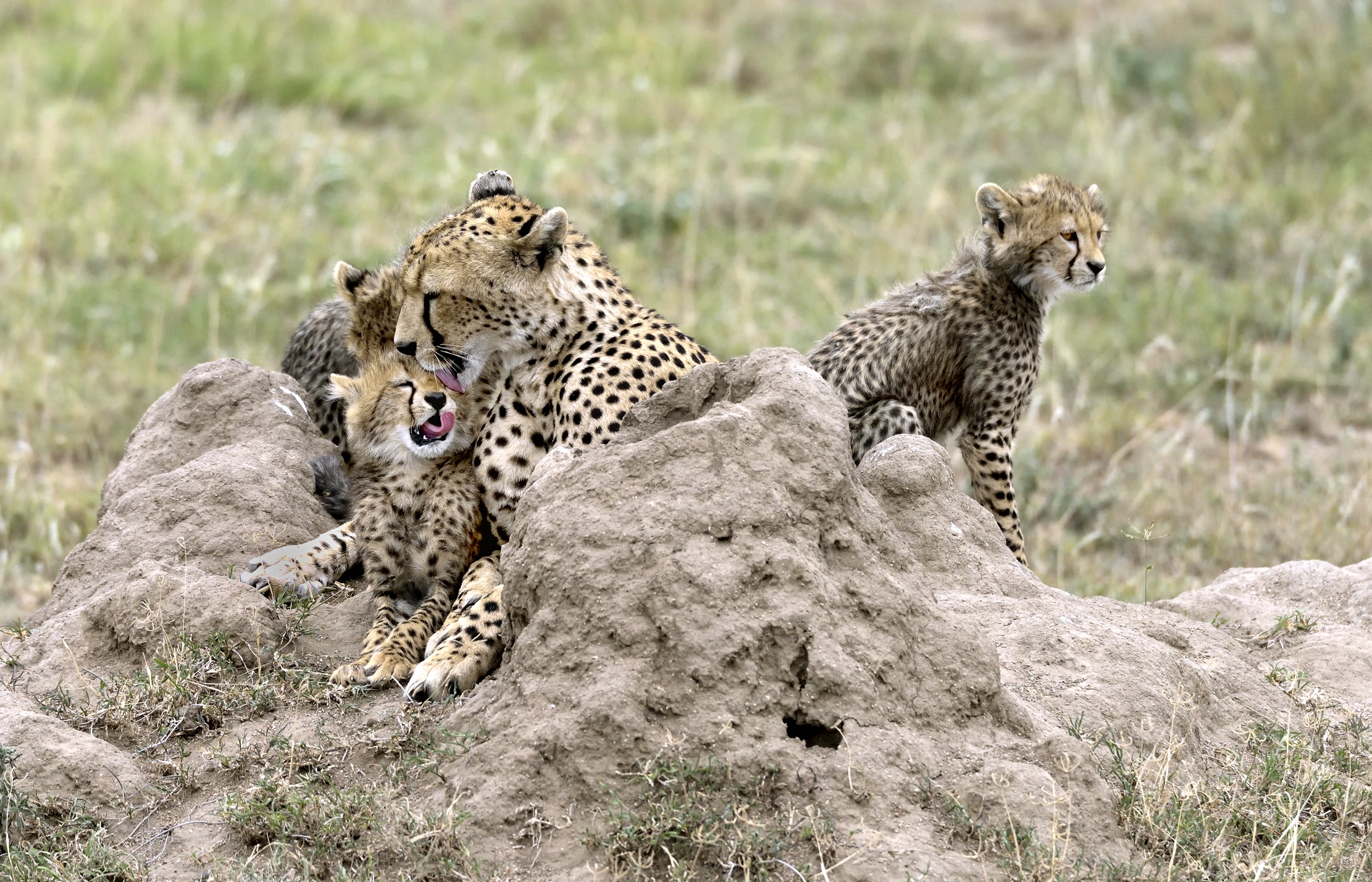 Tanzania 2015 - Affetto