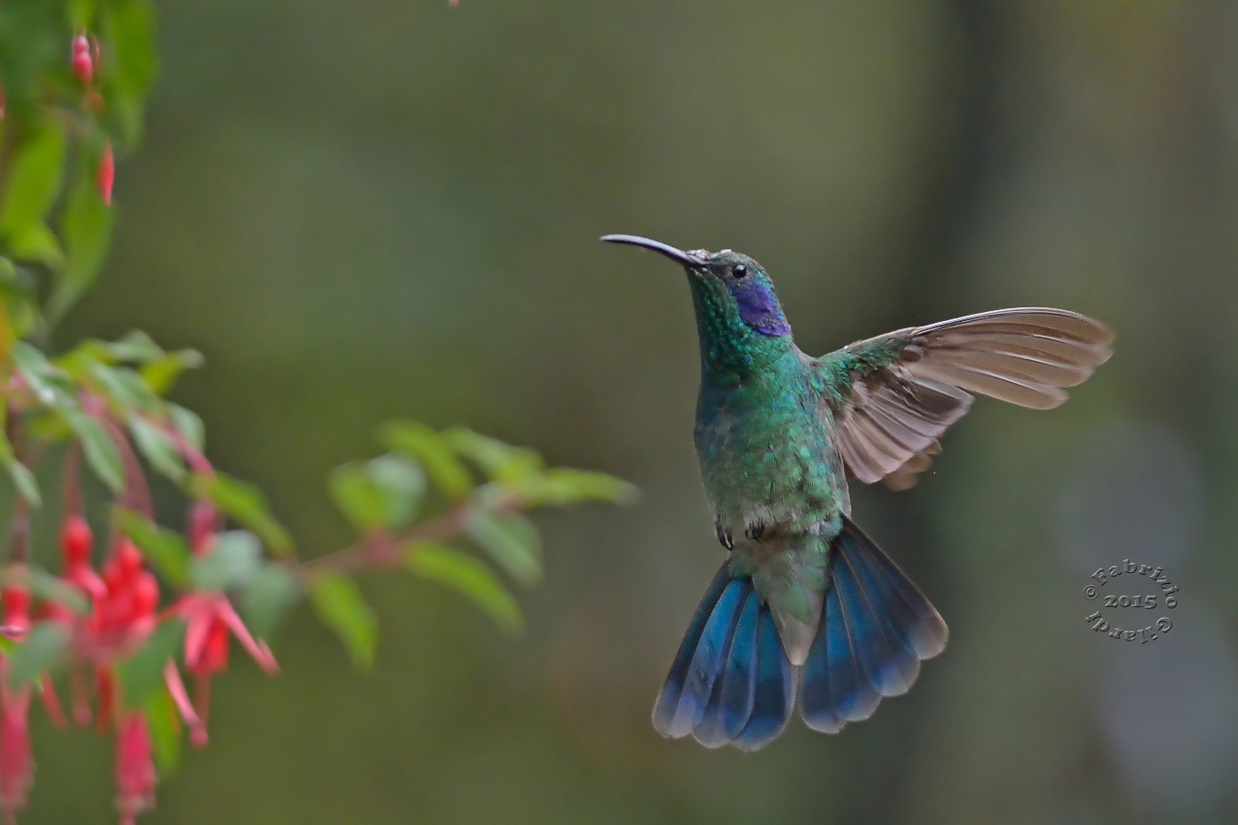 Colibrì orecchieviola talassino (Colibri thalassinus)