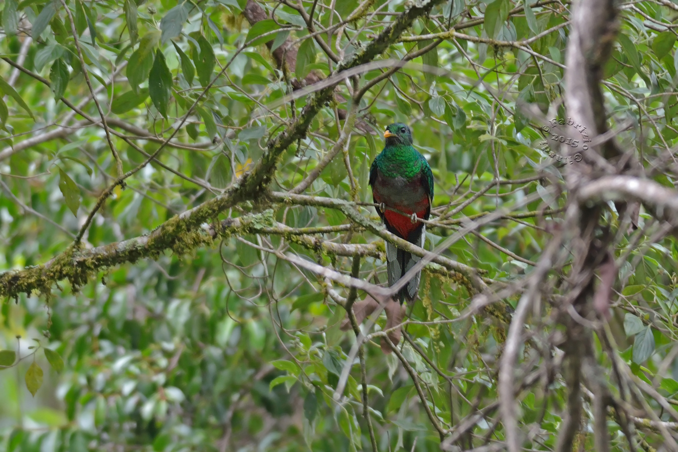 Quetzal brillante (Pharomachrus fulgidus)