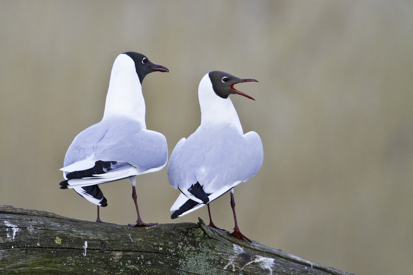 Chroicocephalus ridibundus