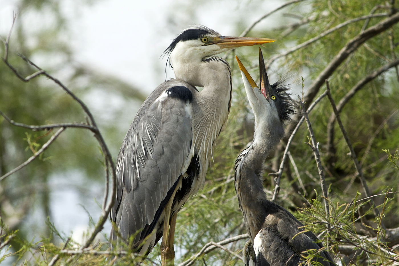Airone Cenerino con Pullo