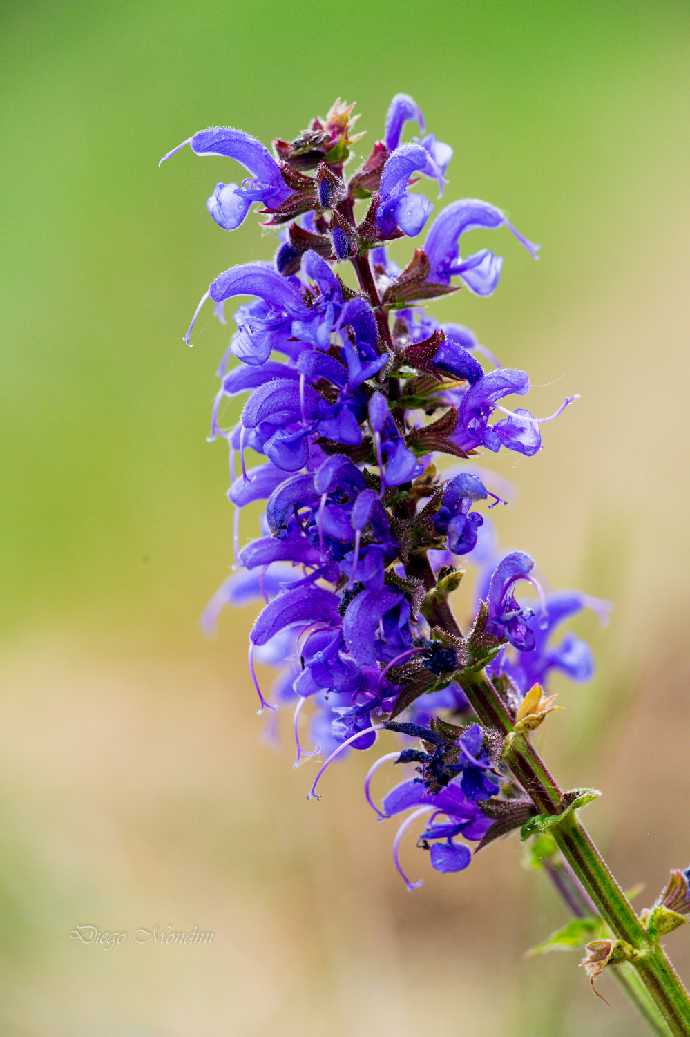 first shots of spring