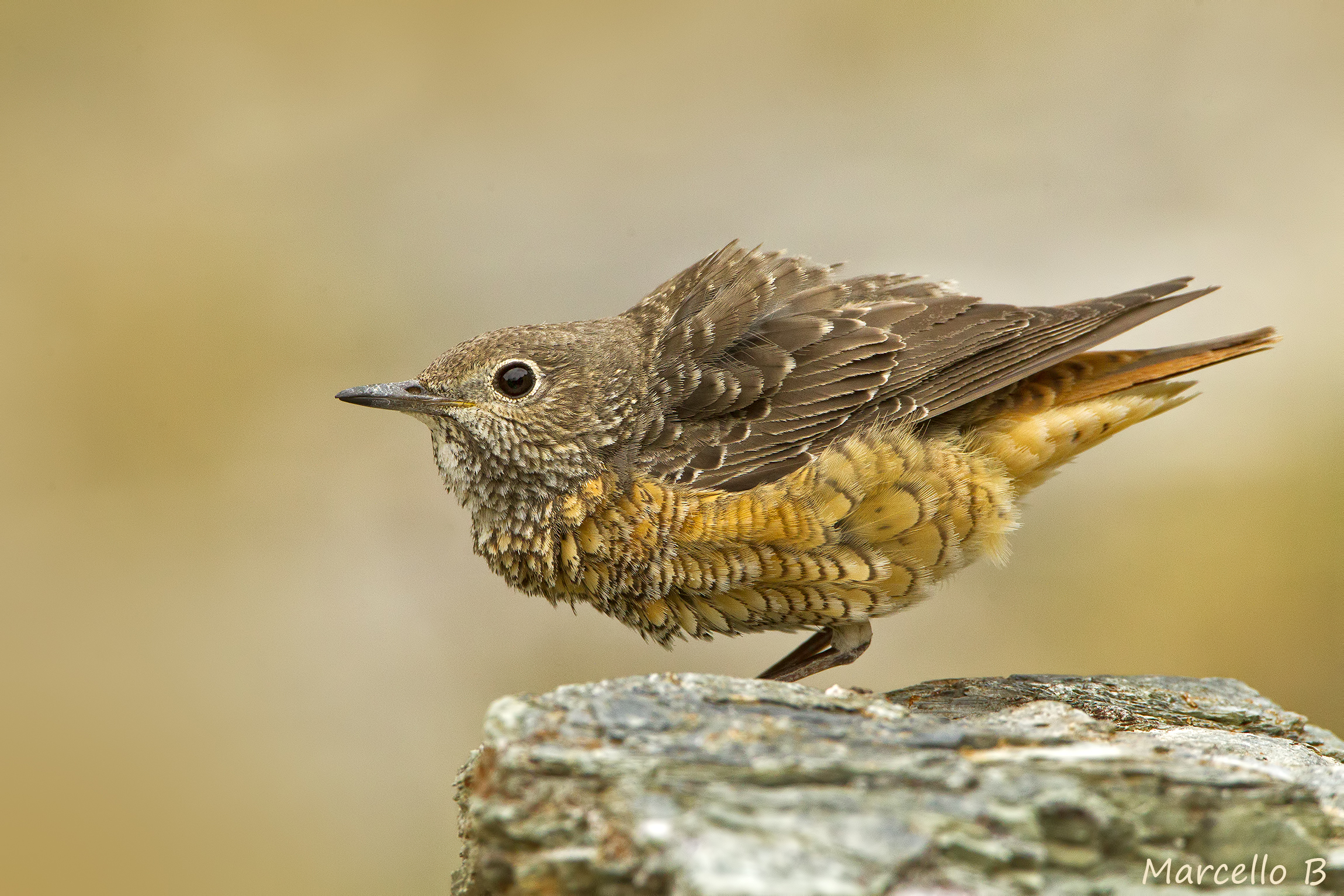 Codirossone "Female"