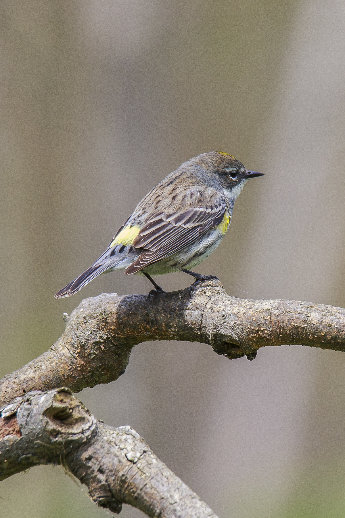 Golden Crowned Kinglet
