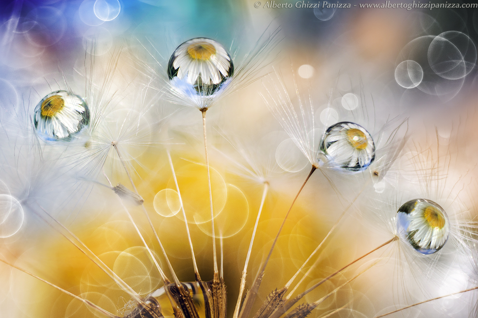 Daisy Drops of Color