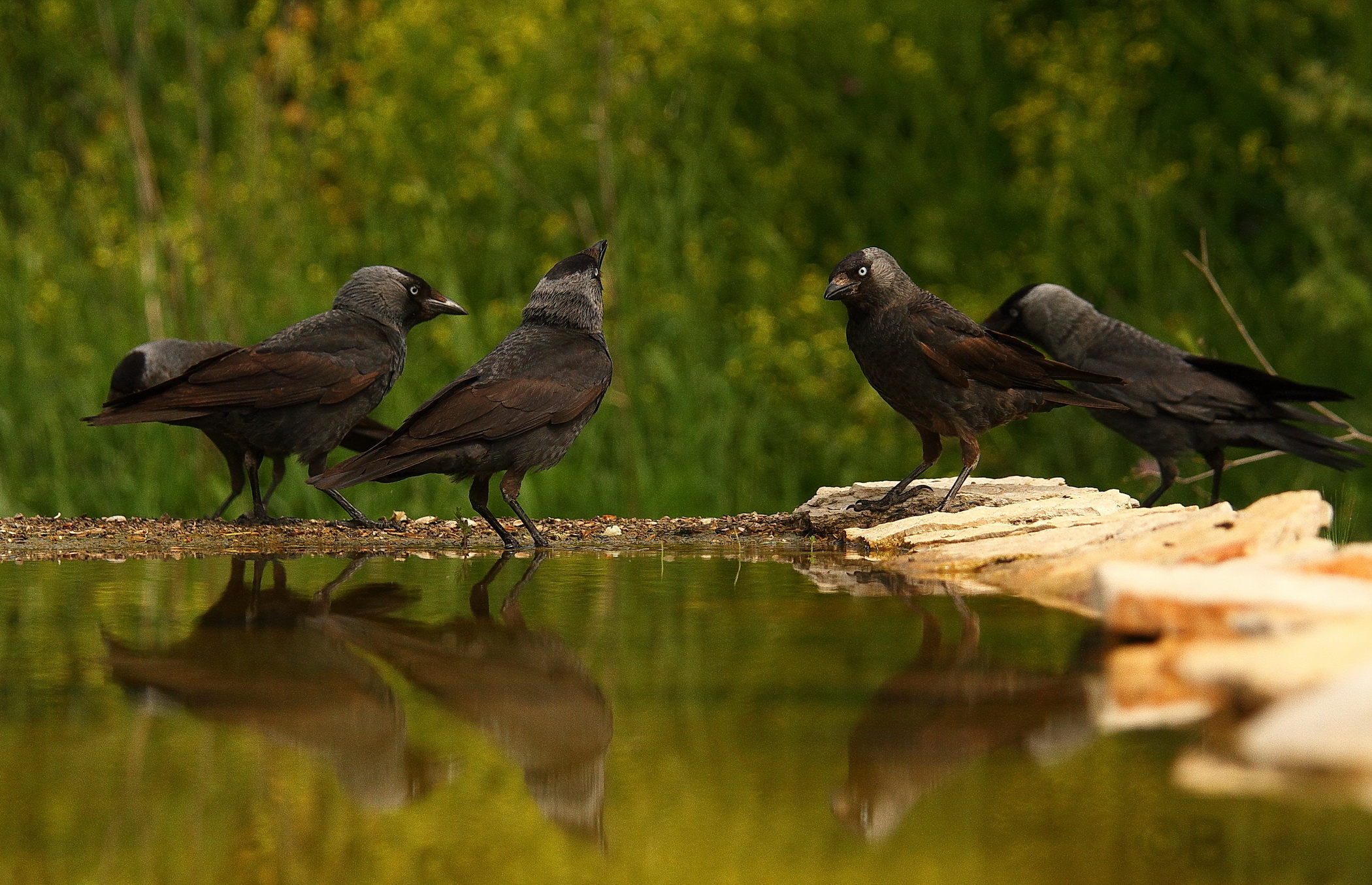 Jackdaws in conference