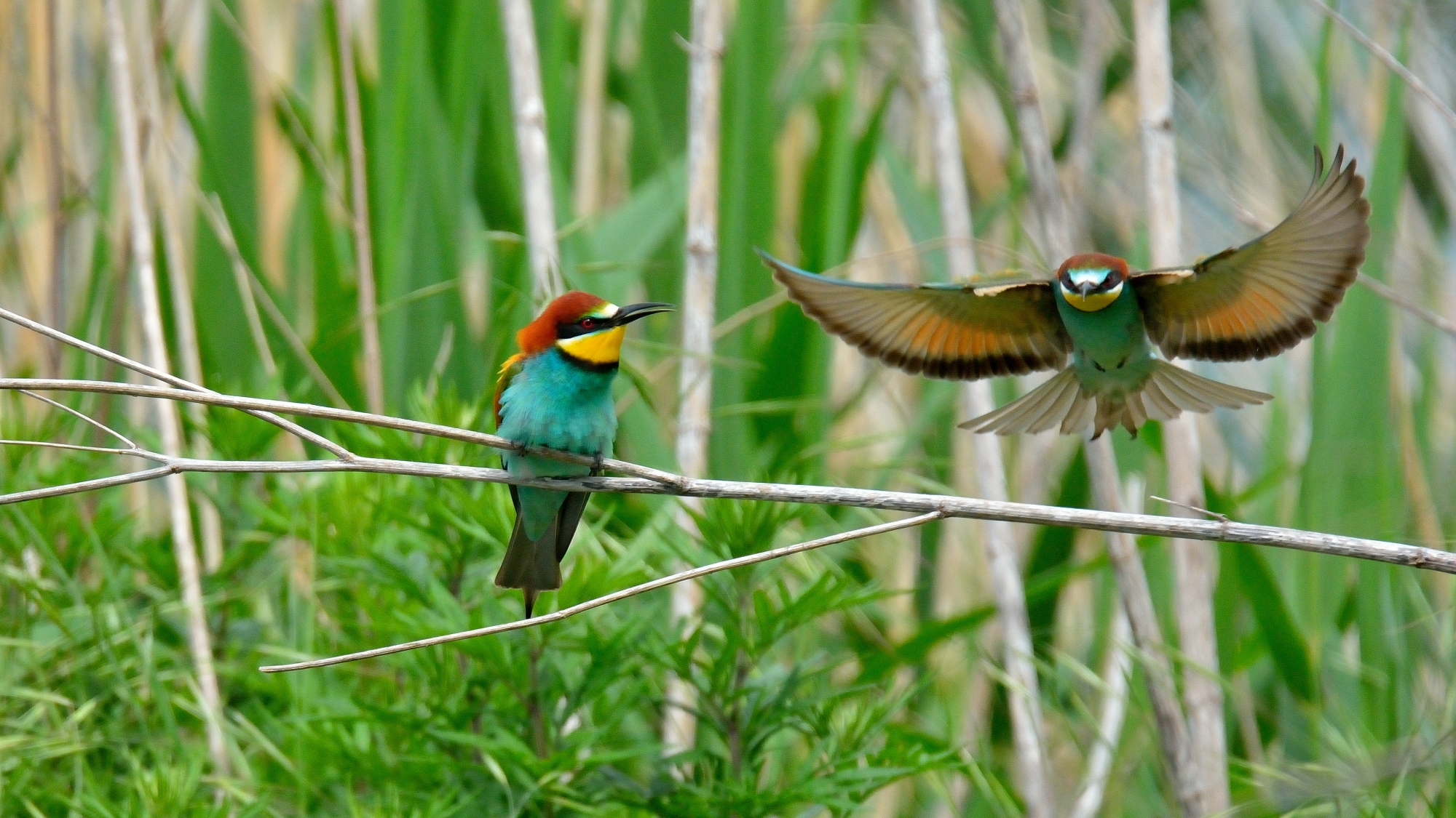 Bee-eaters ...