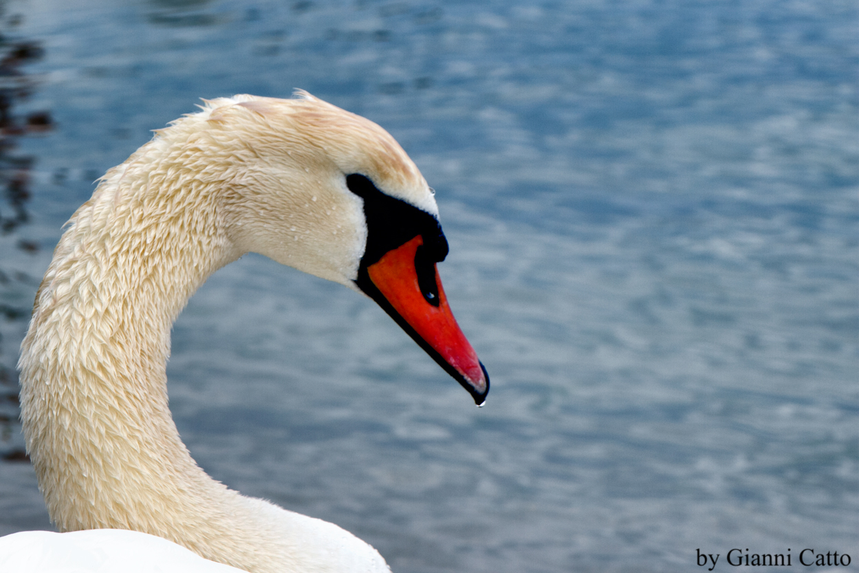 Swan