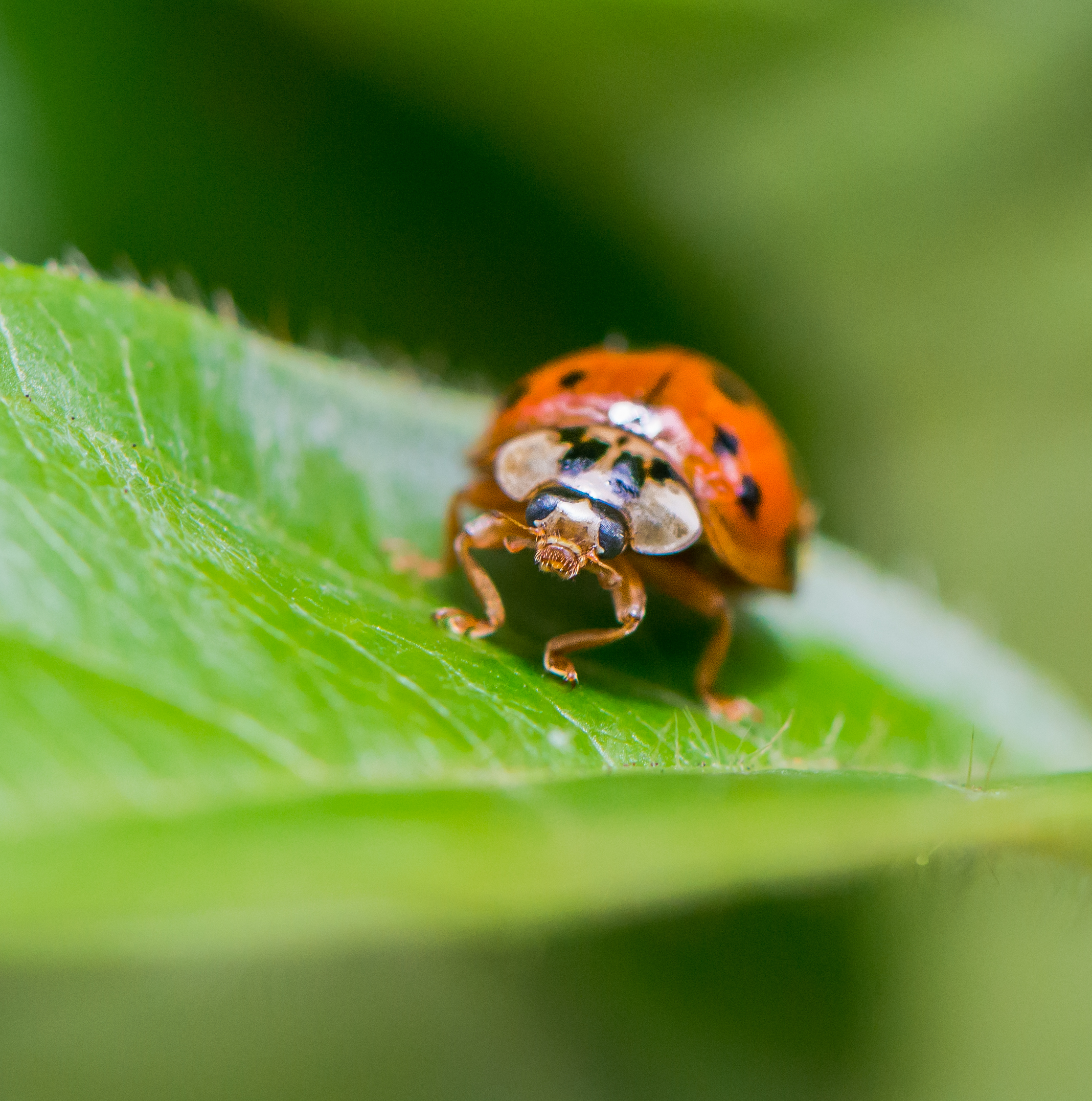 Ladybug
