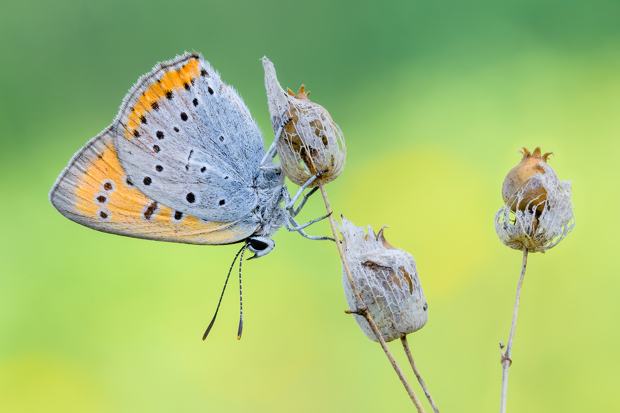 Lycaena dispar
