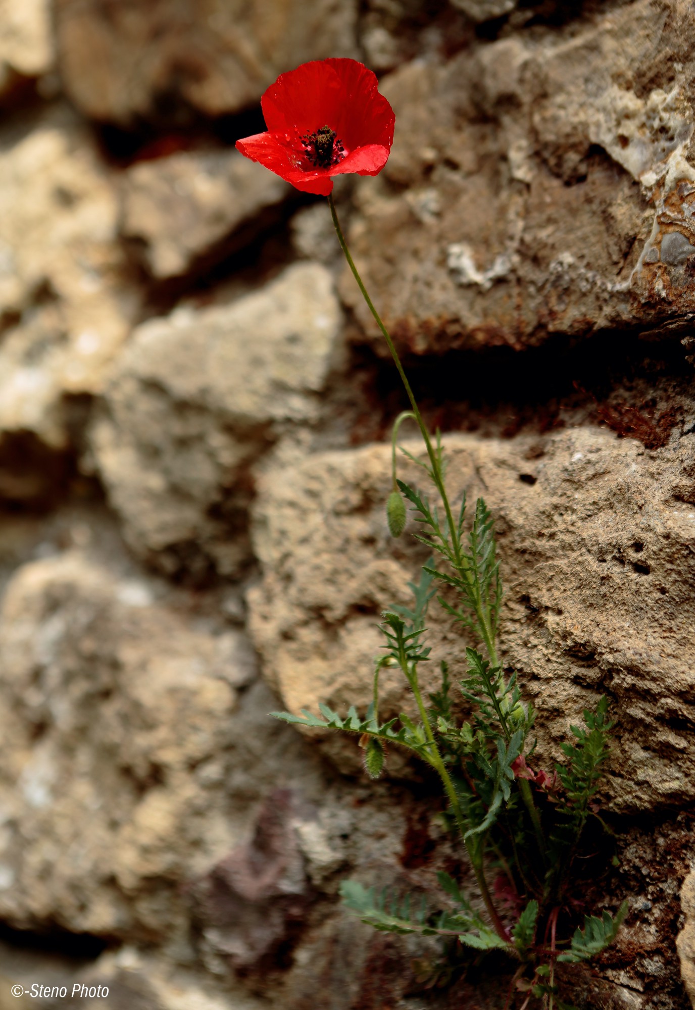 A poppy Montichiello