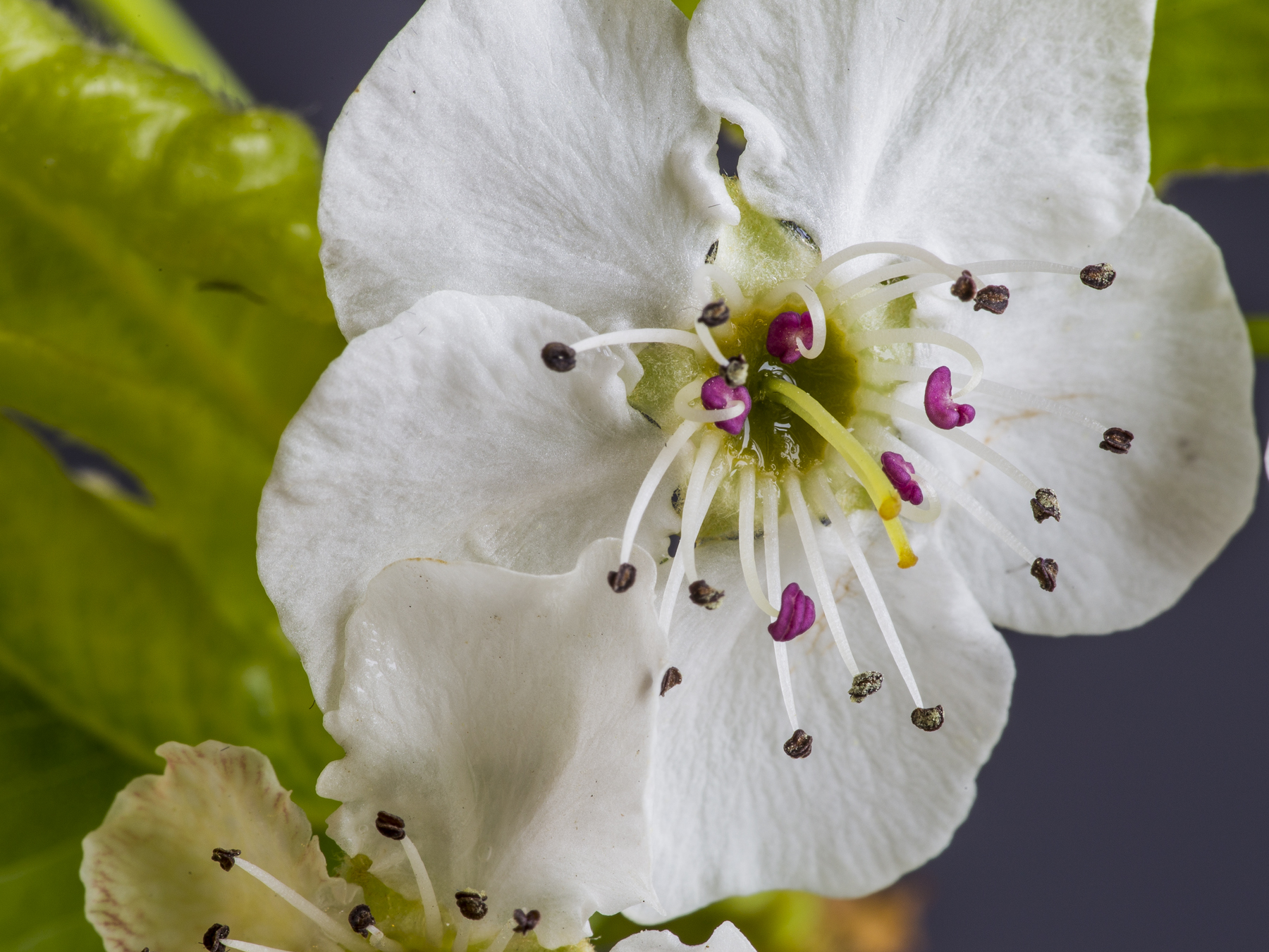 Flowering Pear blossom.