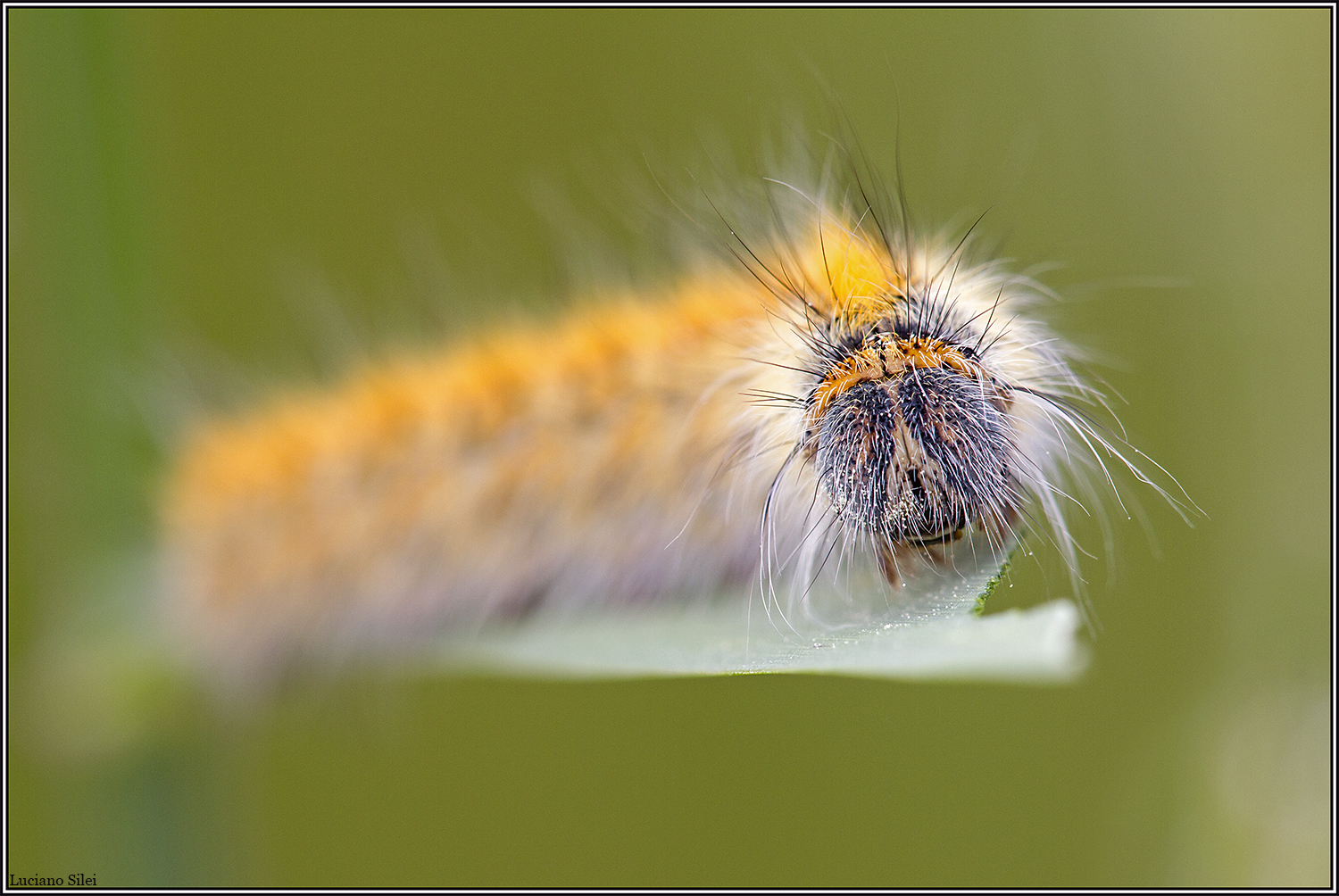Sheena is a punk rocker