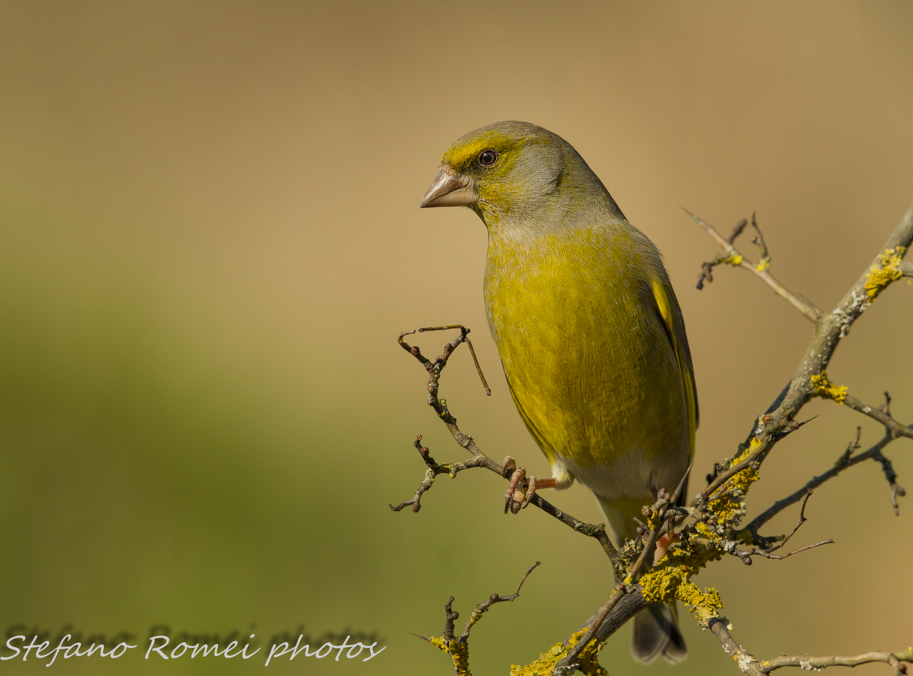 the usually dark green