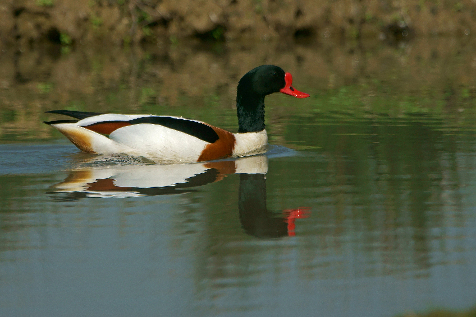 Shelduck