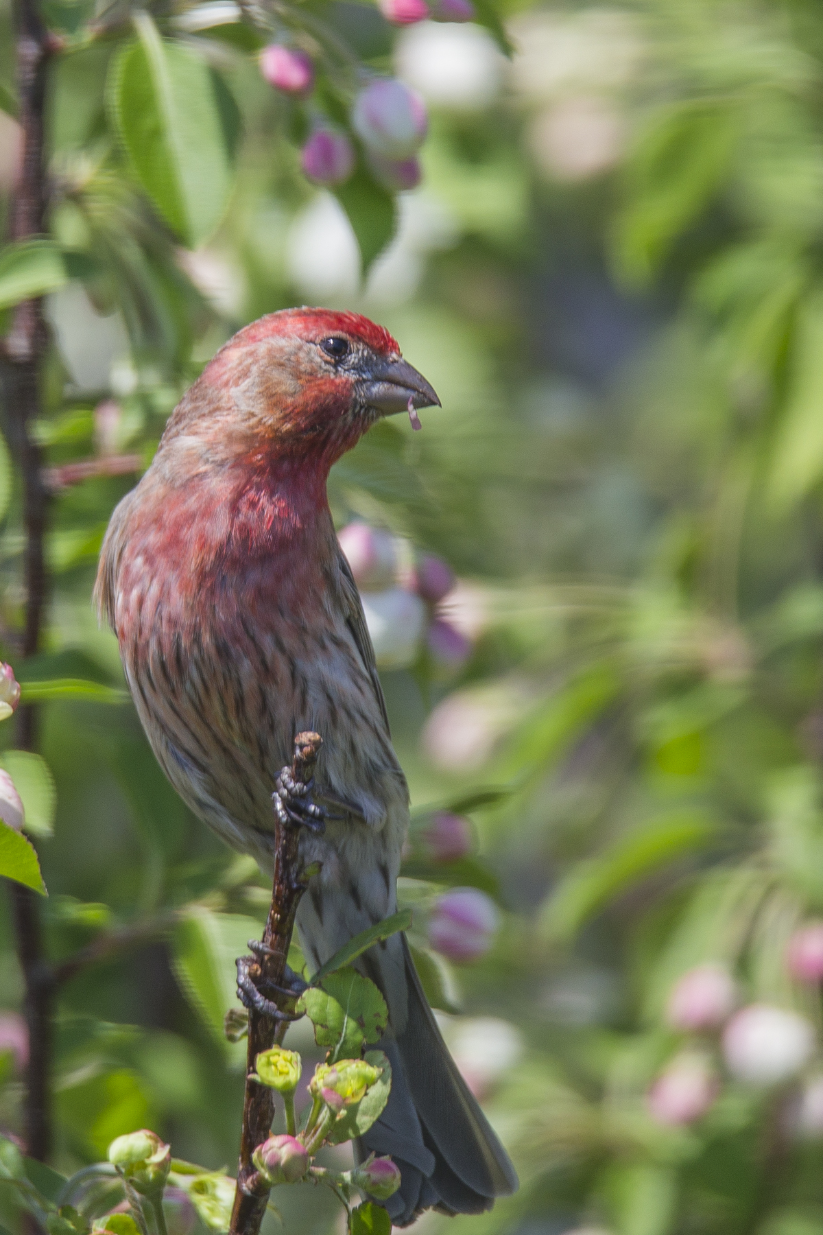 Casa Finch in Apple Blossoms