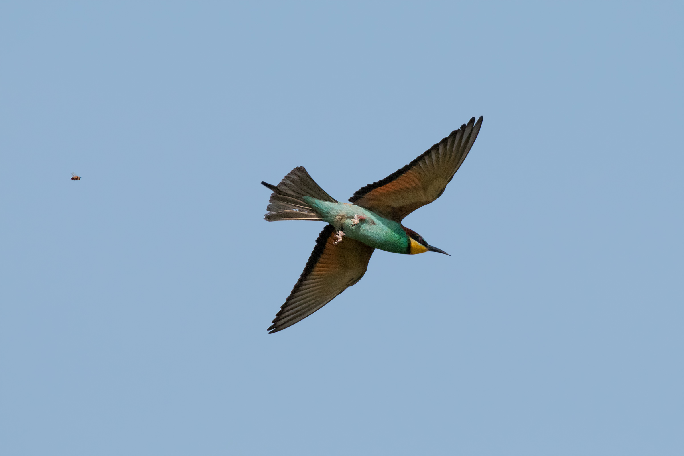 Come scappare dal predatore