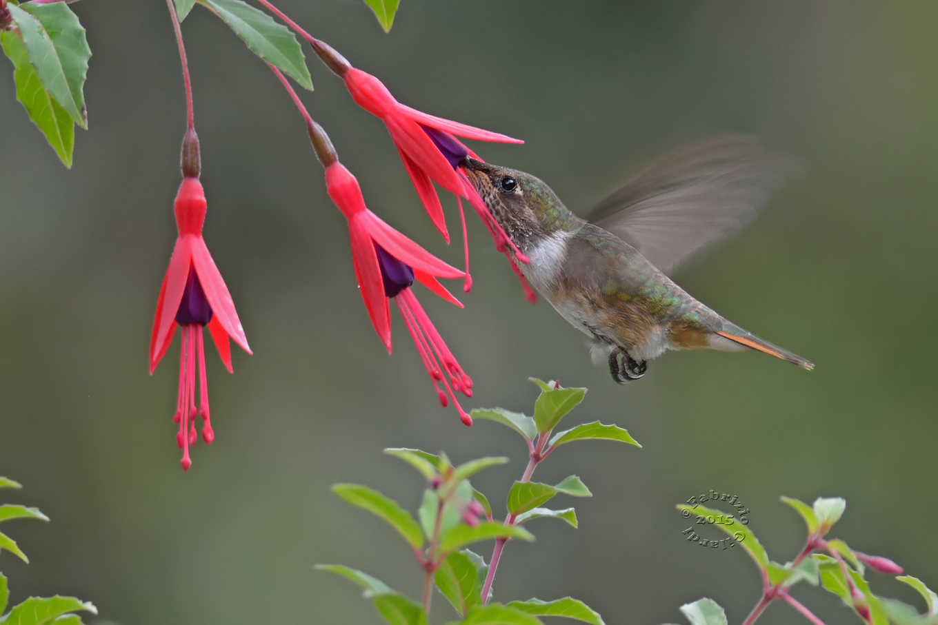 Colibrì scintillante f. (Selasphorus scintilla)