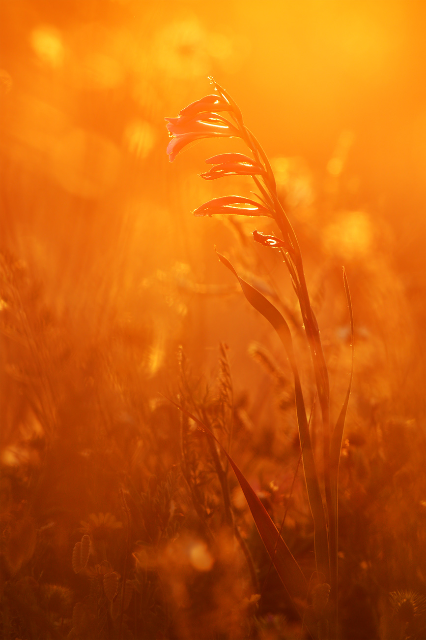 Gladiolus communis at sunset
