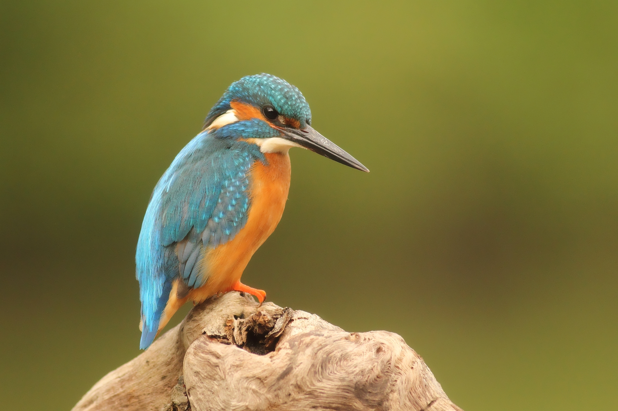 Kingfisher