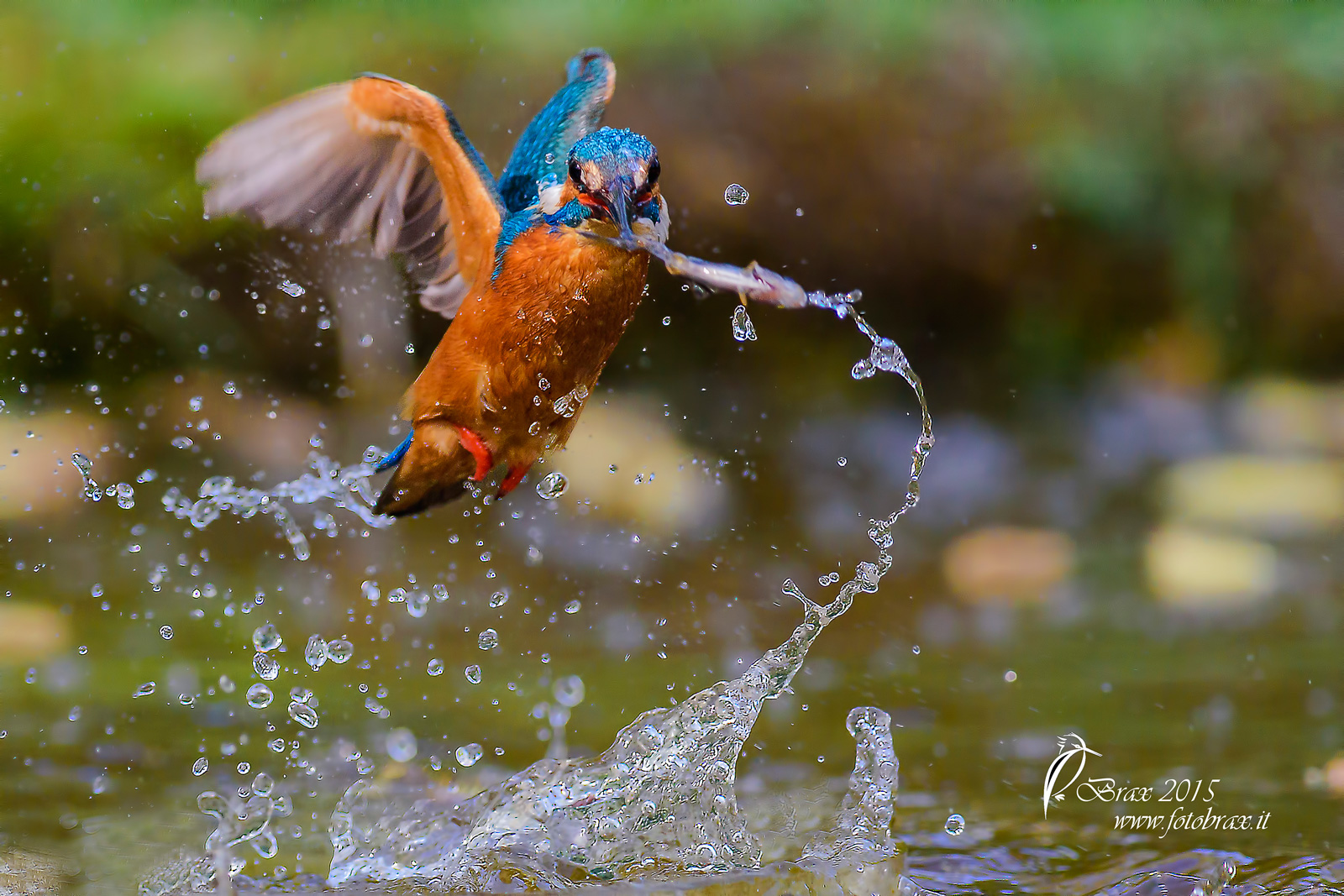 Kingfisher