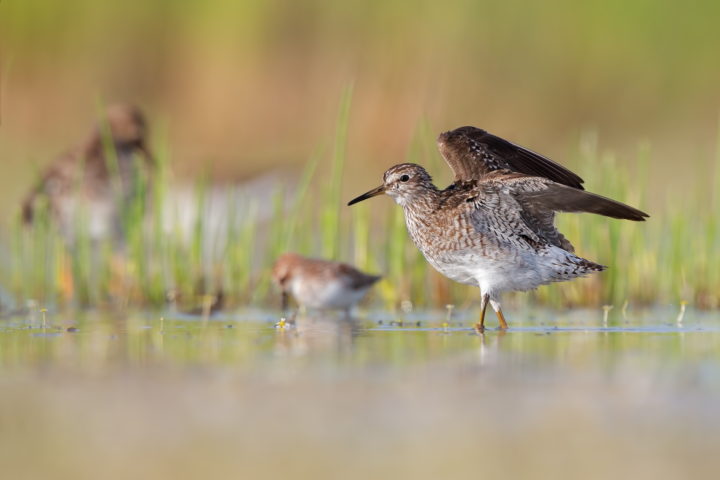 Piro piro boschereccio, gambecchio, combattente