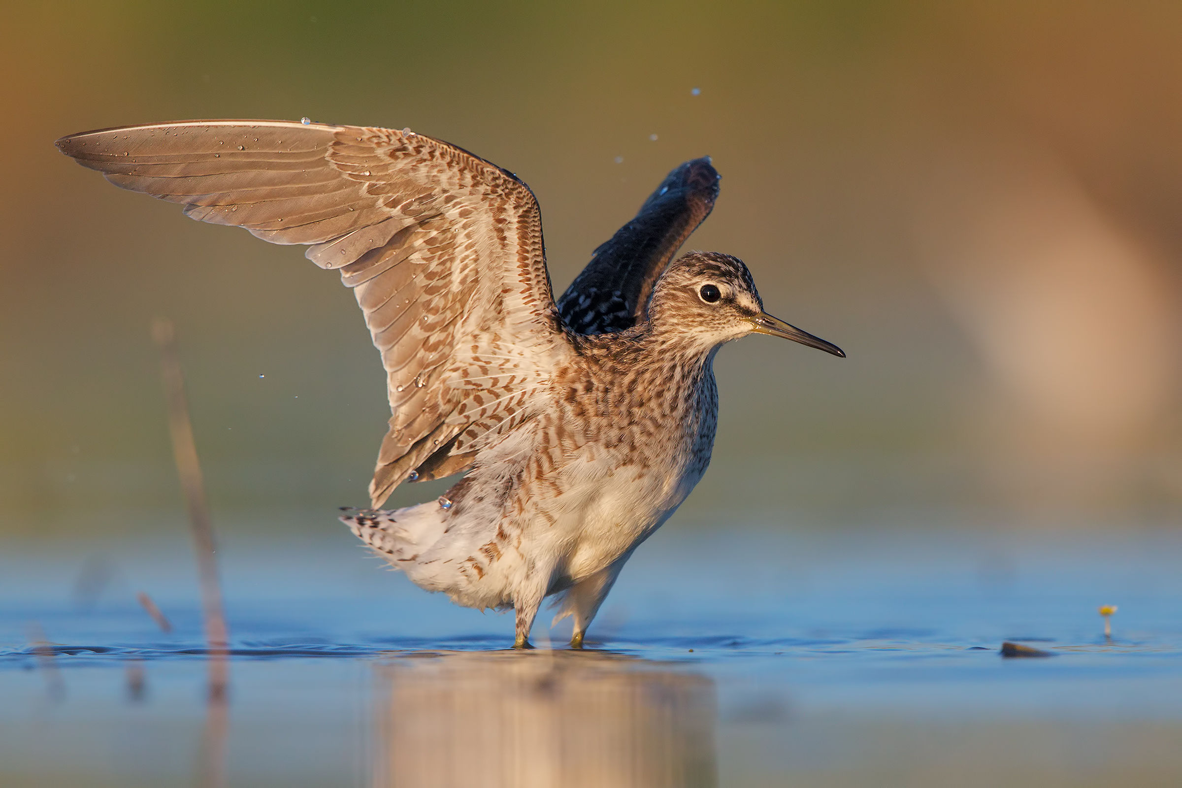 Piro piro boschereccio