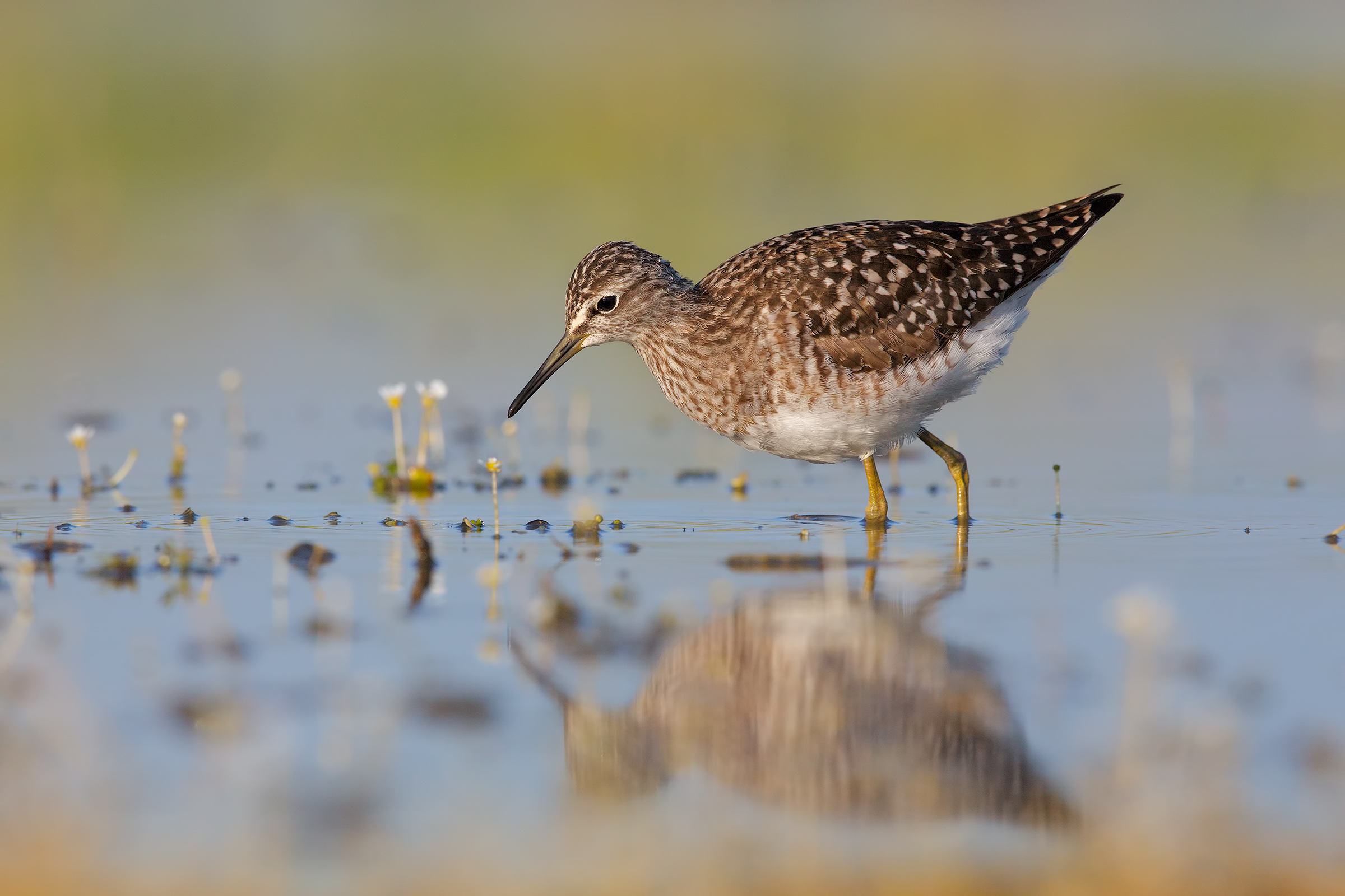 Piro piro boschereccio