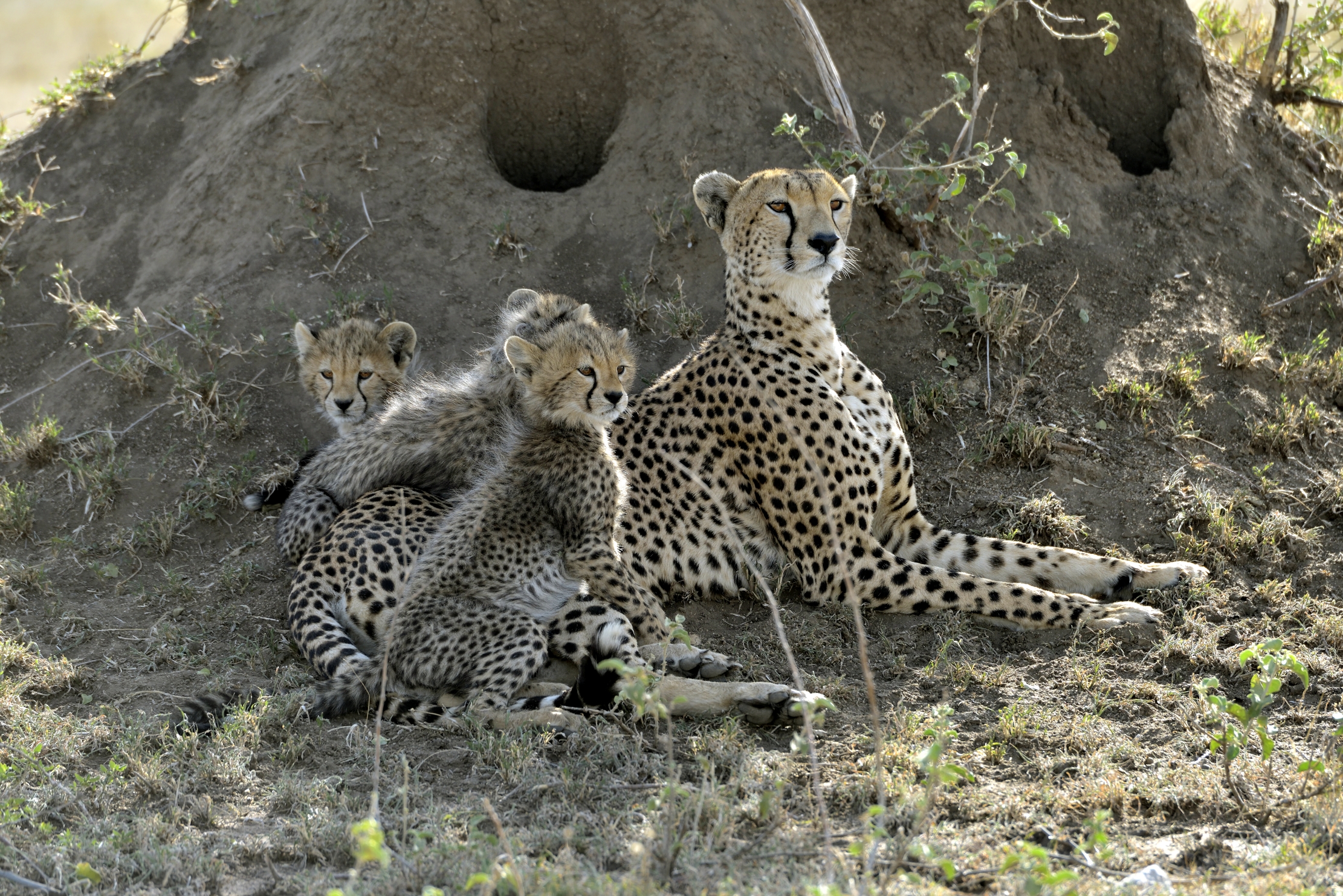 Tanzania 2015 - Sempre in campana
