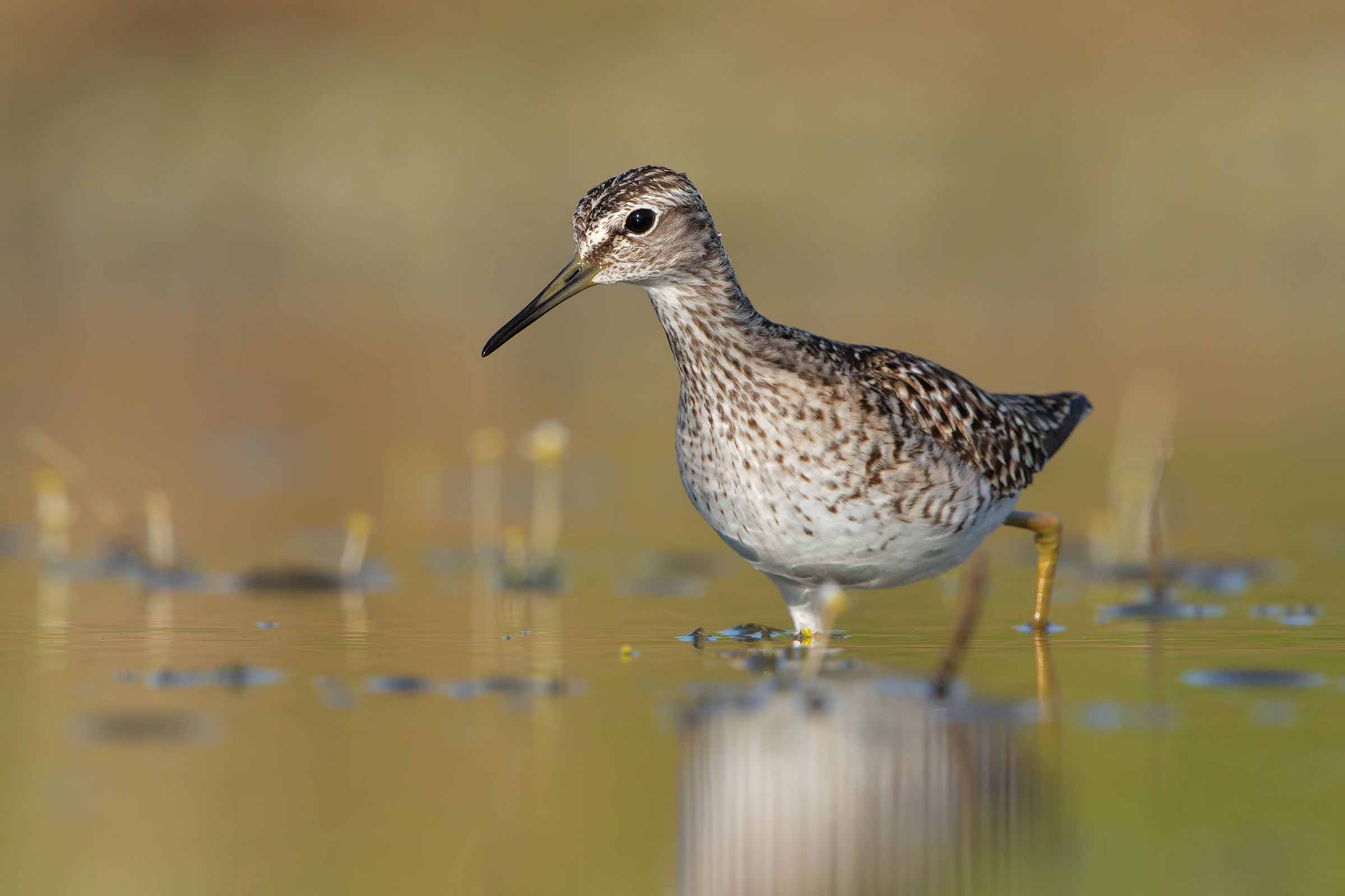 Piro piro boschereccio