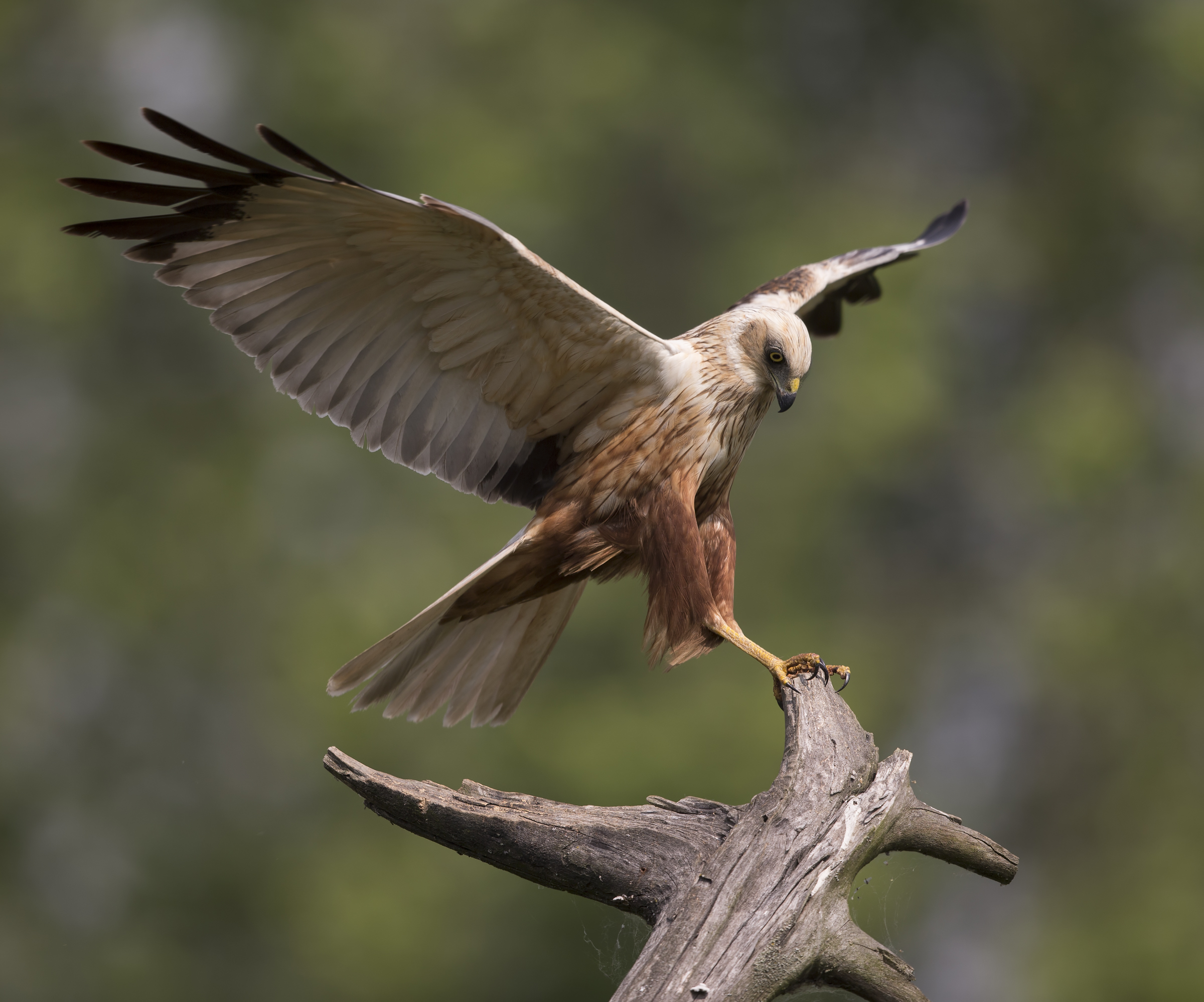 Marsh Harrier (Circus aeruginosus)