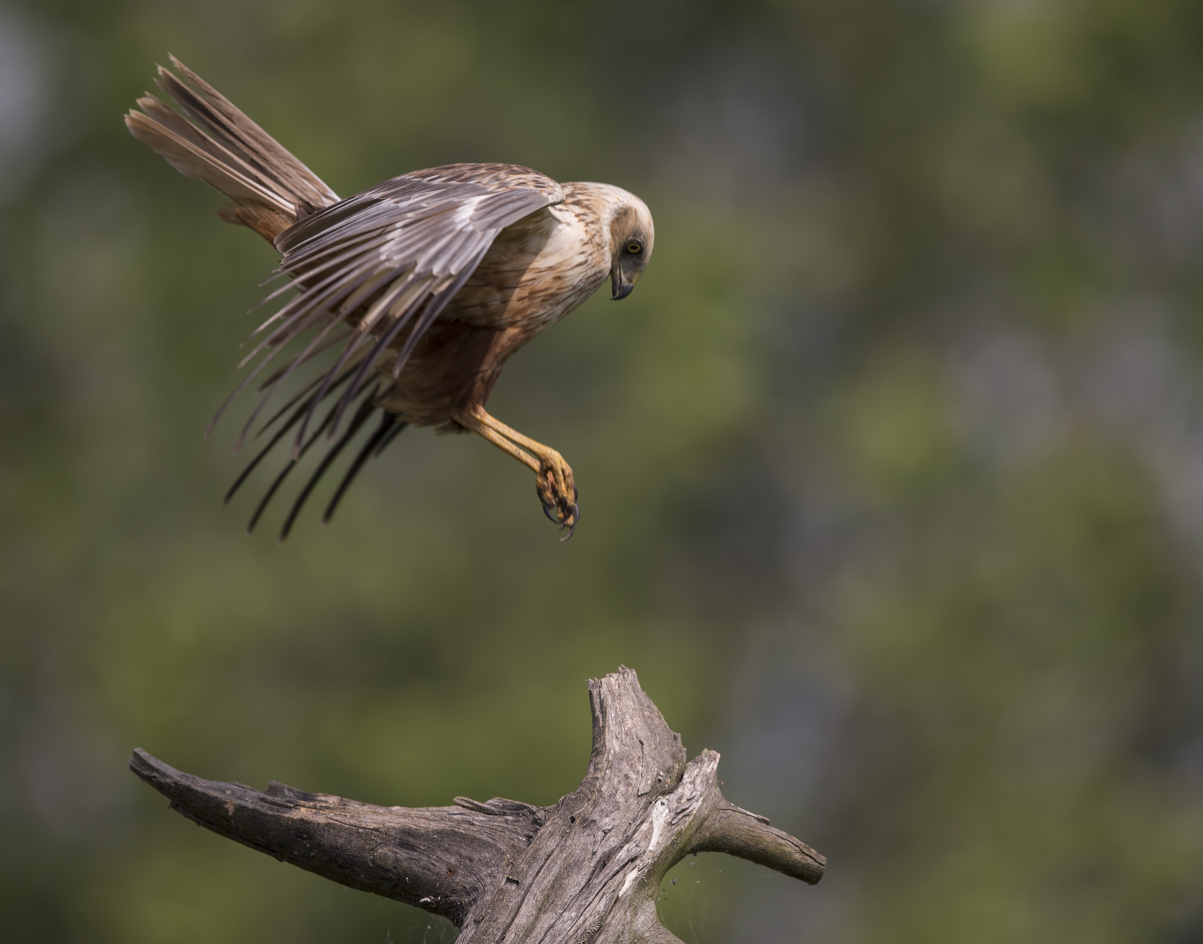 Marsh Harrier (Circus aeruginosus)