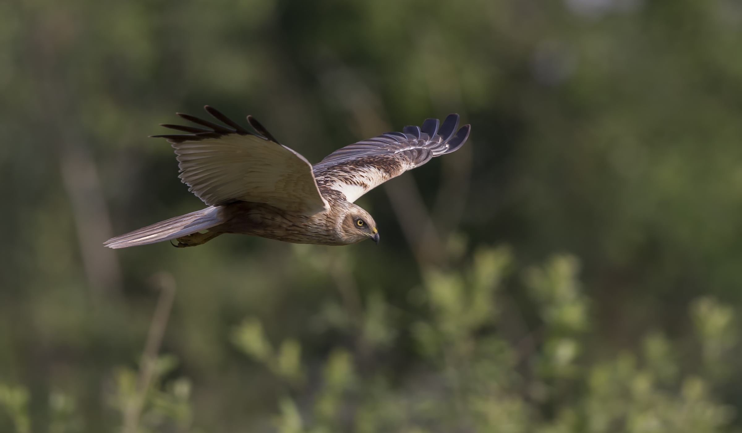 Marsh Harrier (Circus aeruginosus)