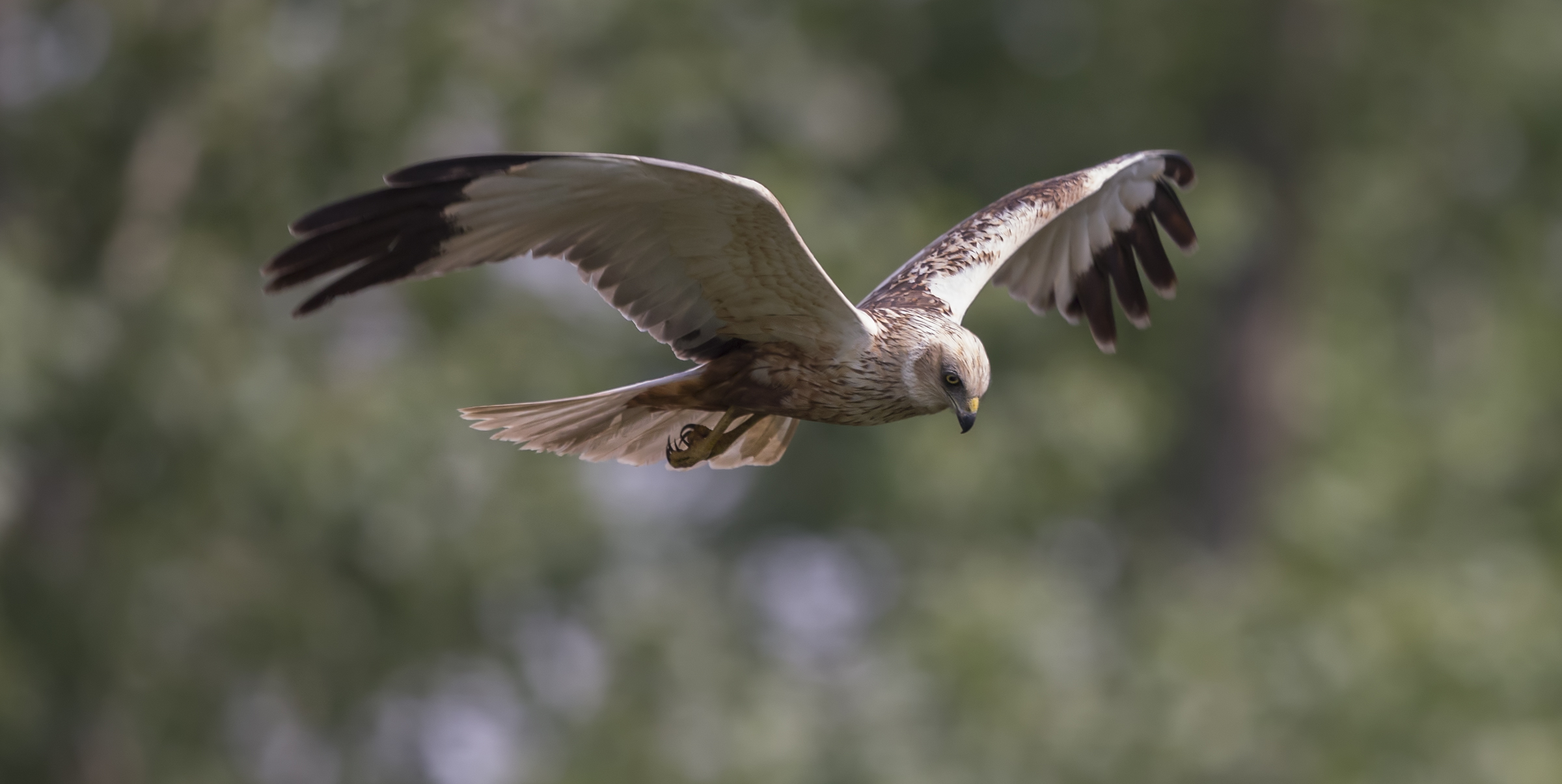 Marsh Harrier (Circus aeruginosus)