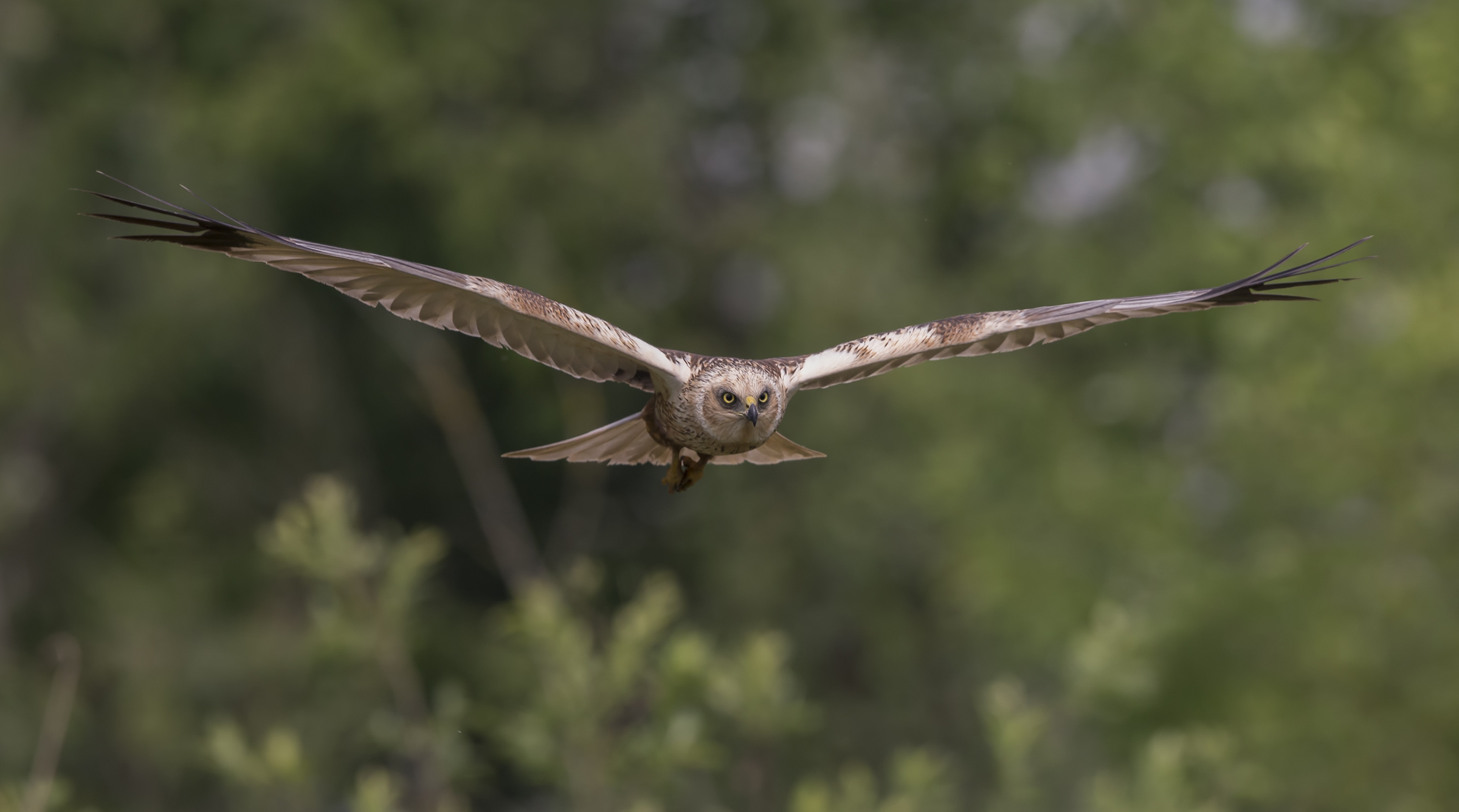 Marsh Harrier (Circus aeruginosus)