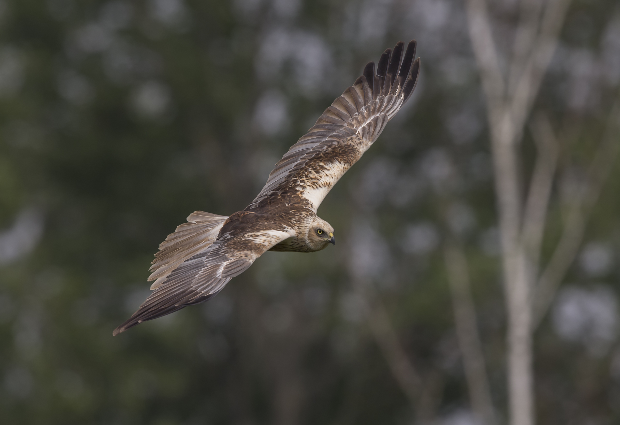 Marsh Harrier (Circus aeruginosus)