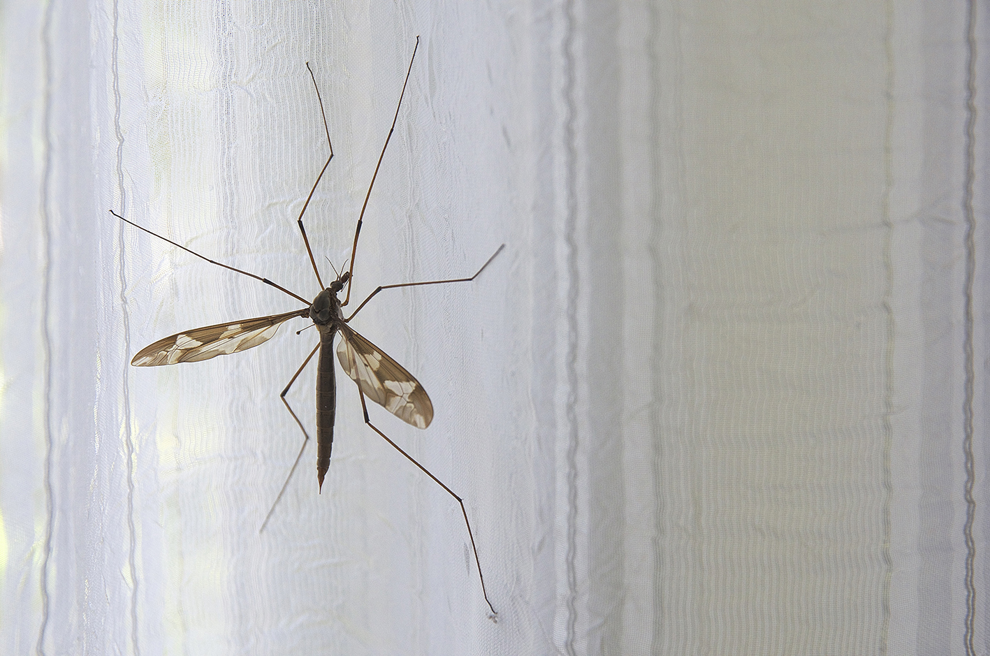 Insect marsh on tent
