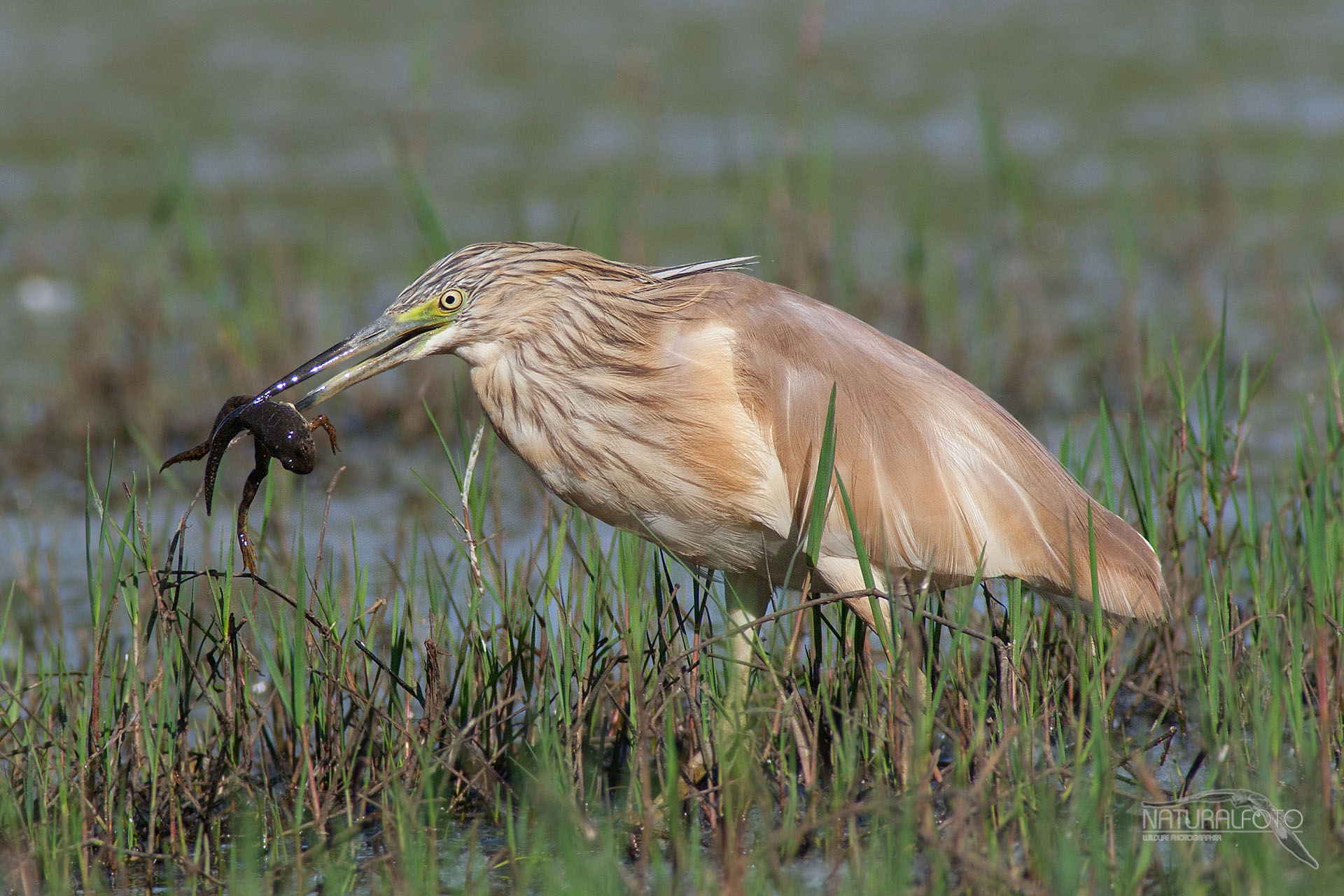 Squacco with bullfrog (immature)