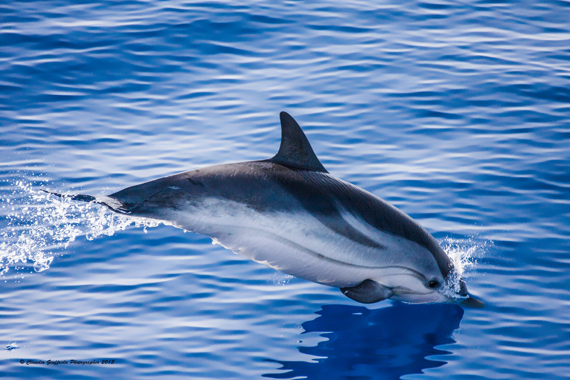 Stenella coeruleoalba