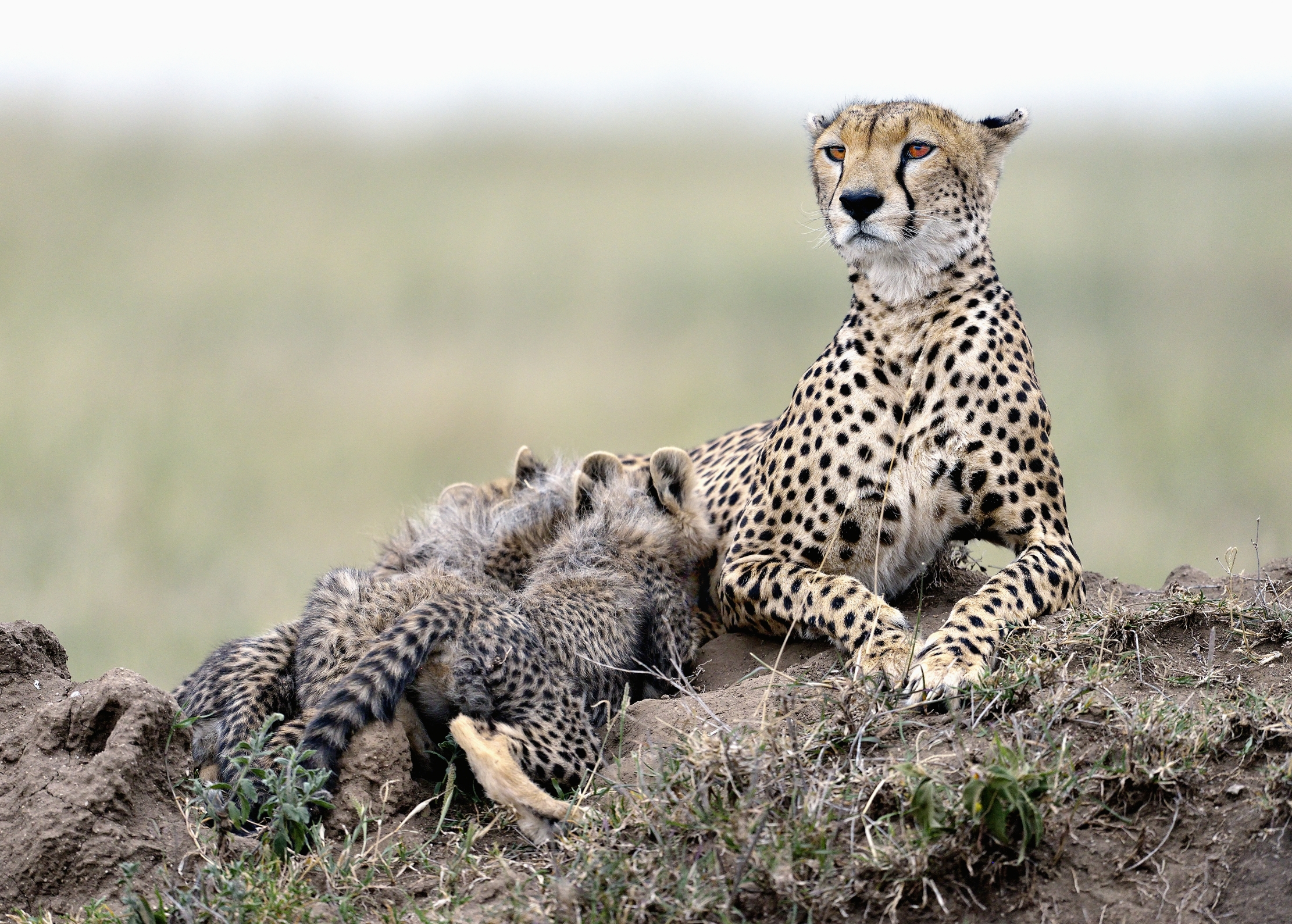 Tanzania 2015 - Allattare in allerta